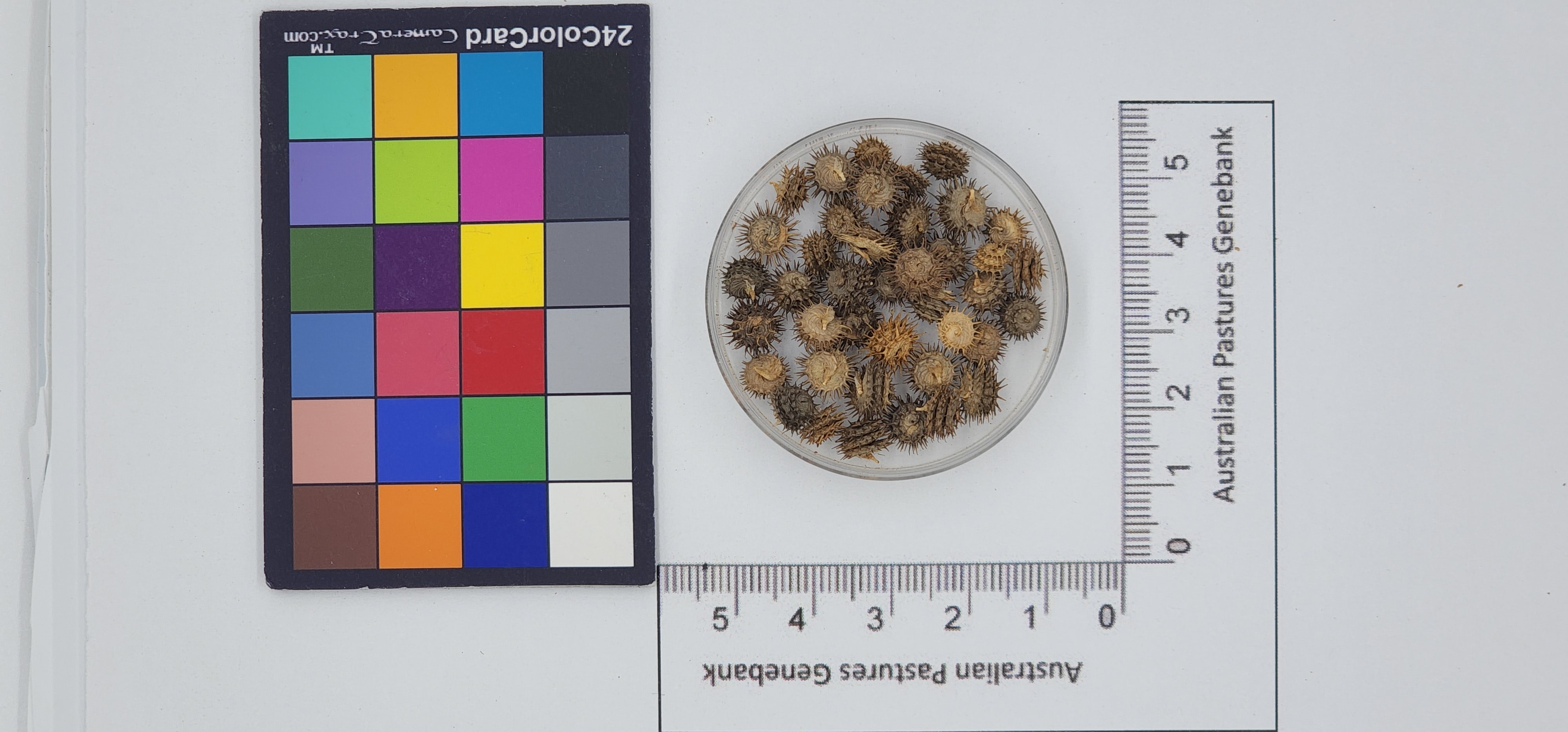 Click for 1 image(s) for this accession. Image