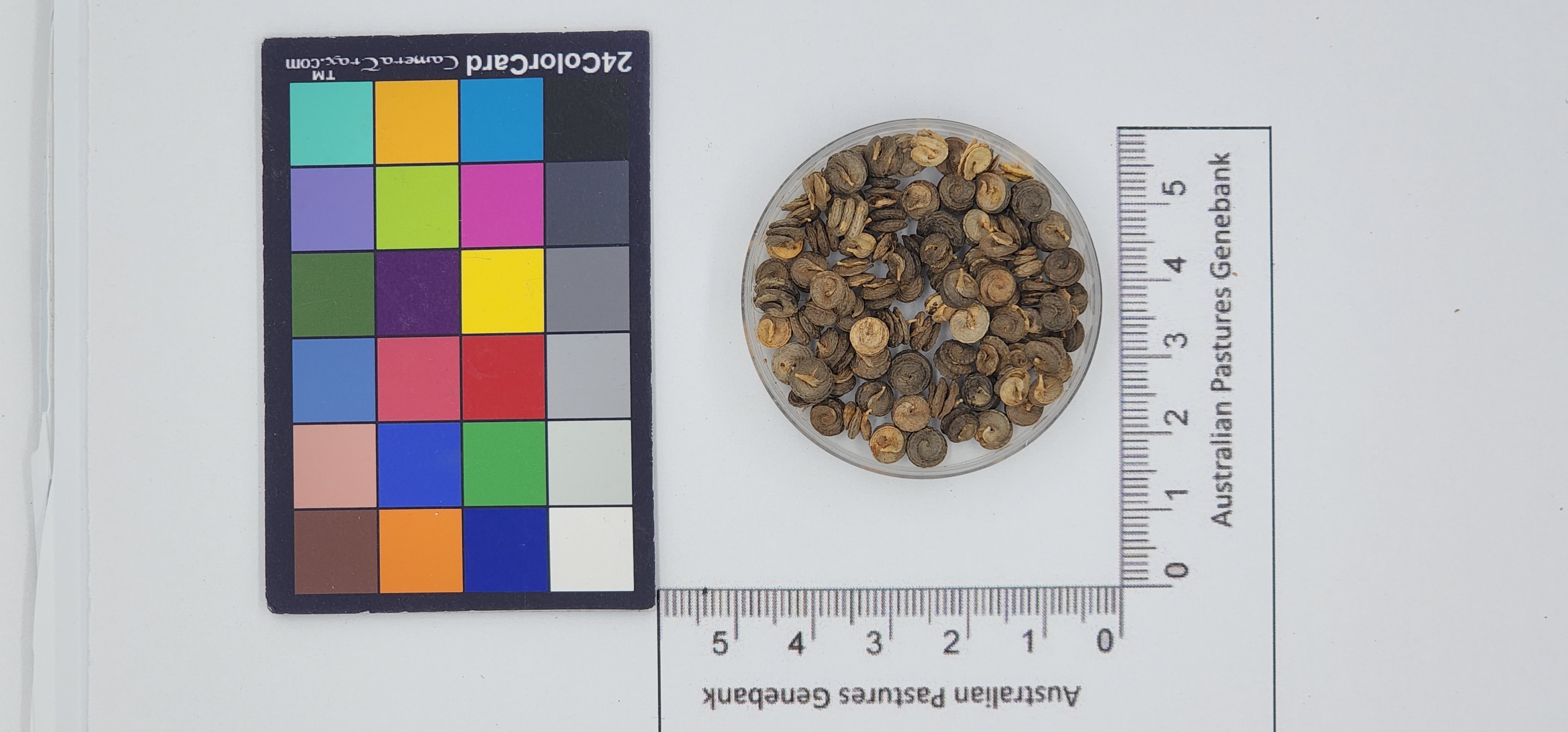 Click for 1 image(s) for this accession. Image