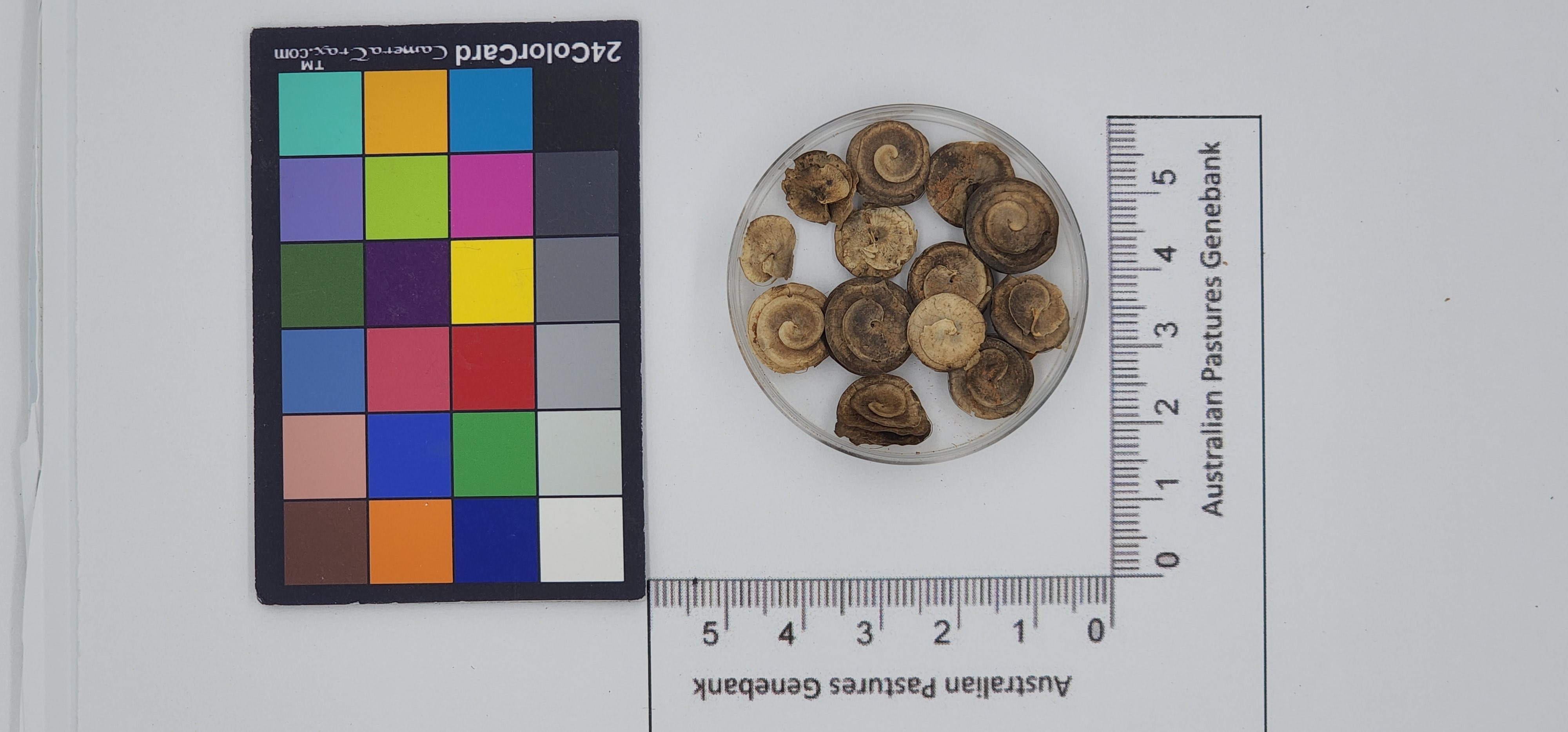 Click for 1 image(s) for this accession. Image