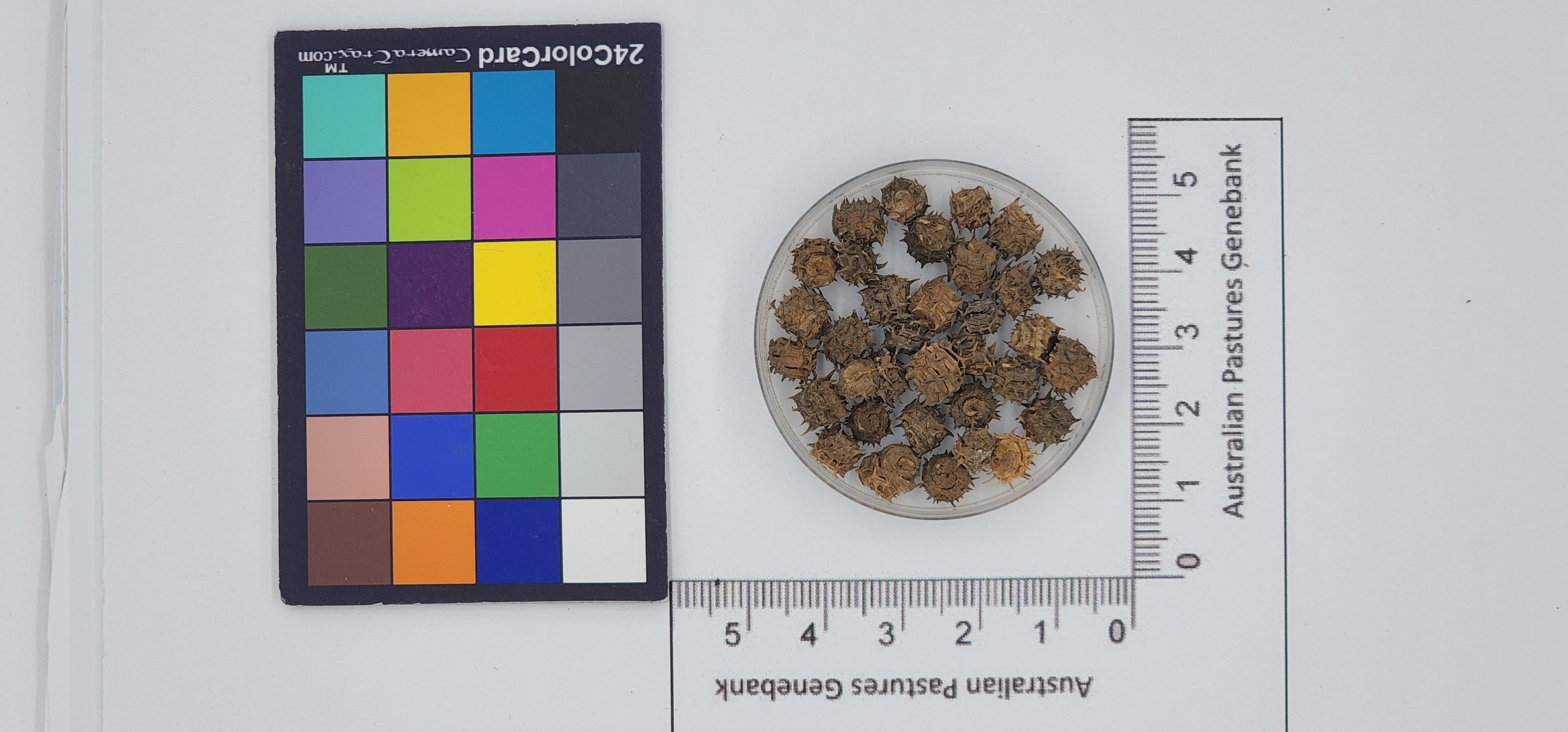 Click for 1 image(s) for this accession. Image