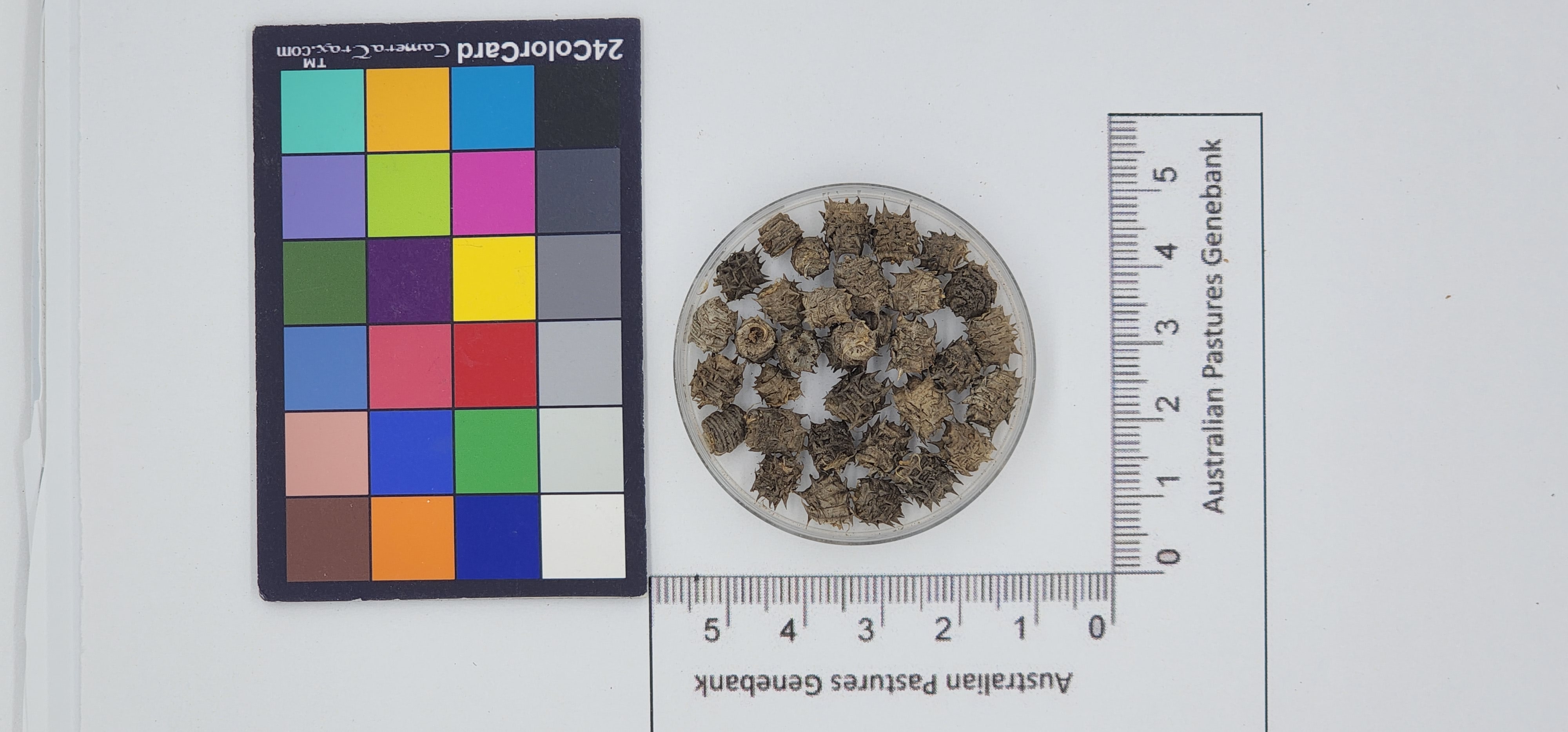 Click for 1 image(s) for this accession. Image