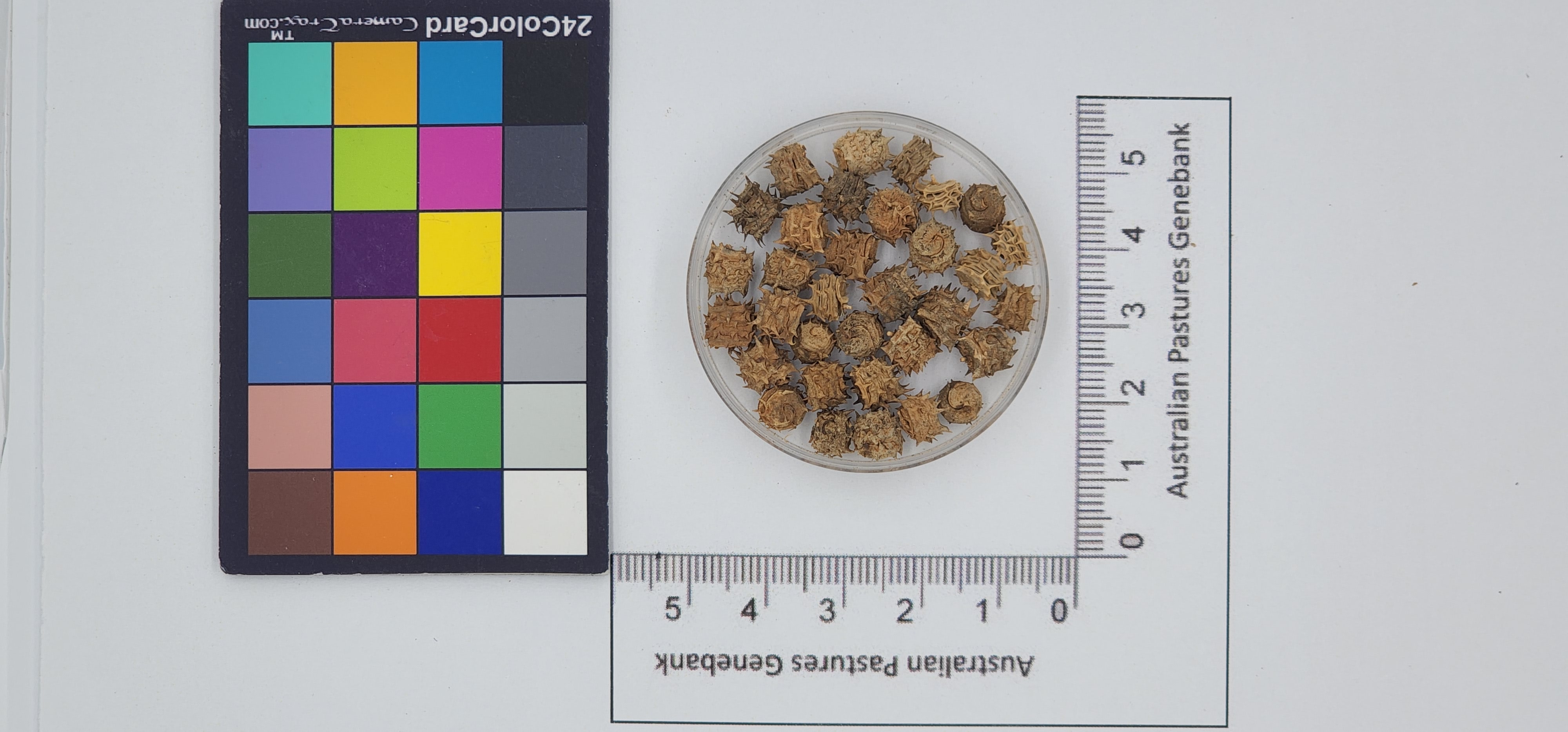 Click for 1 image(s) for this accession. Image