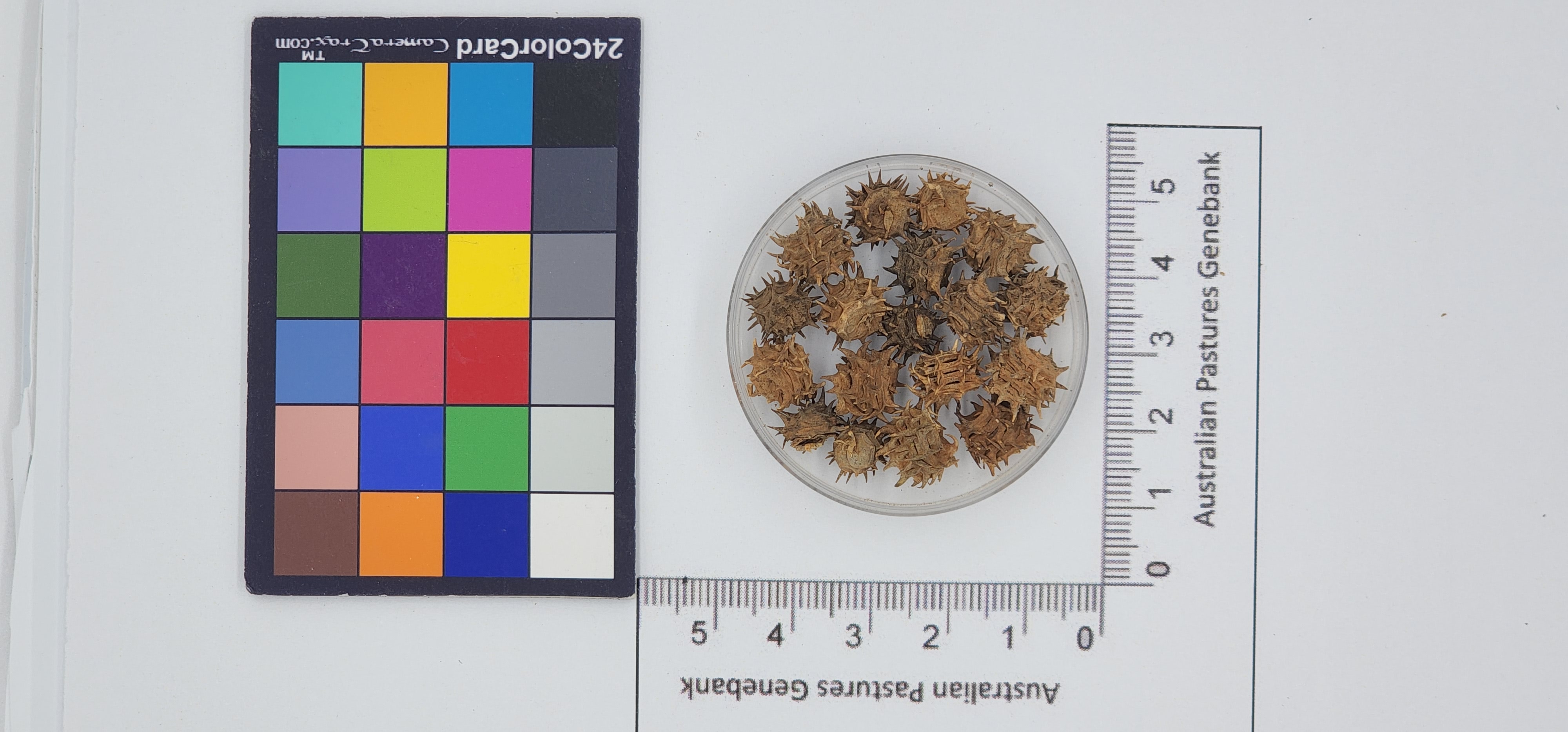 Click for 1 image(s) for this accession. Image