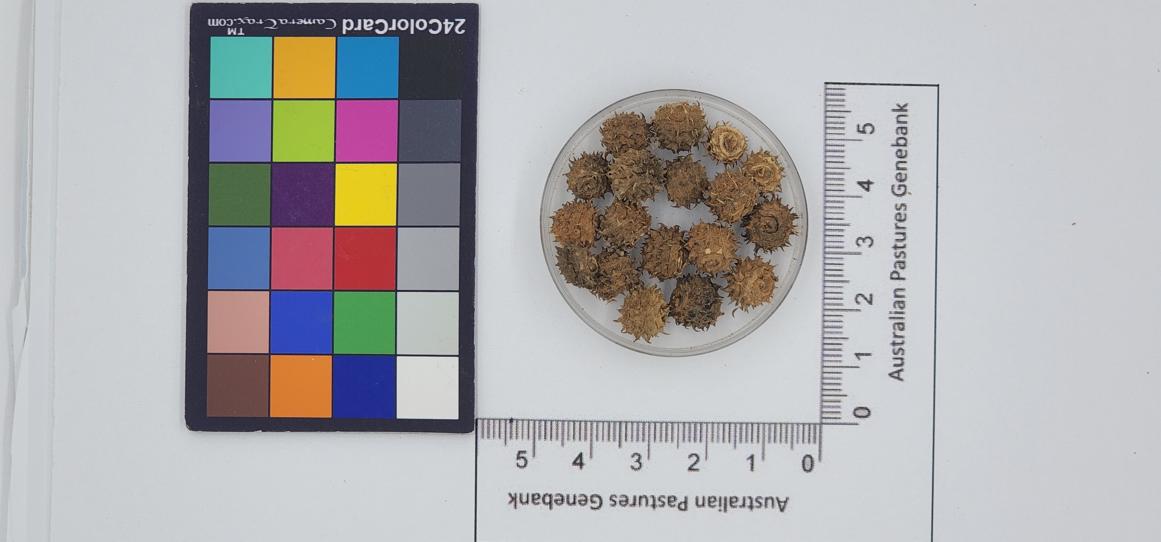 Click for 1 image(s) for this accession. Image