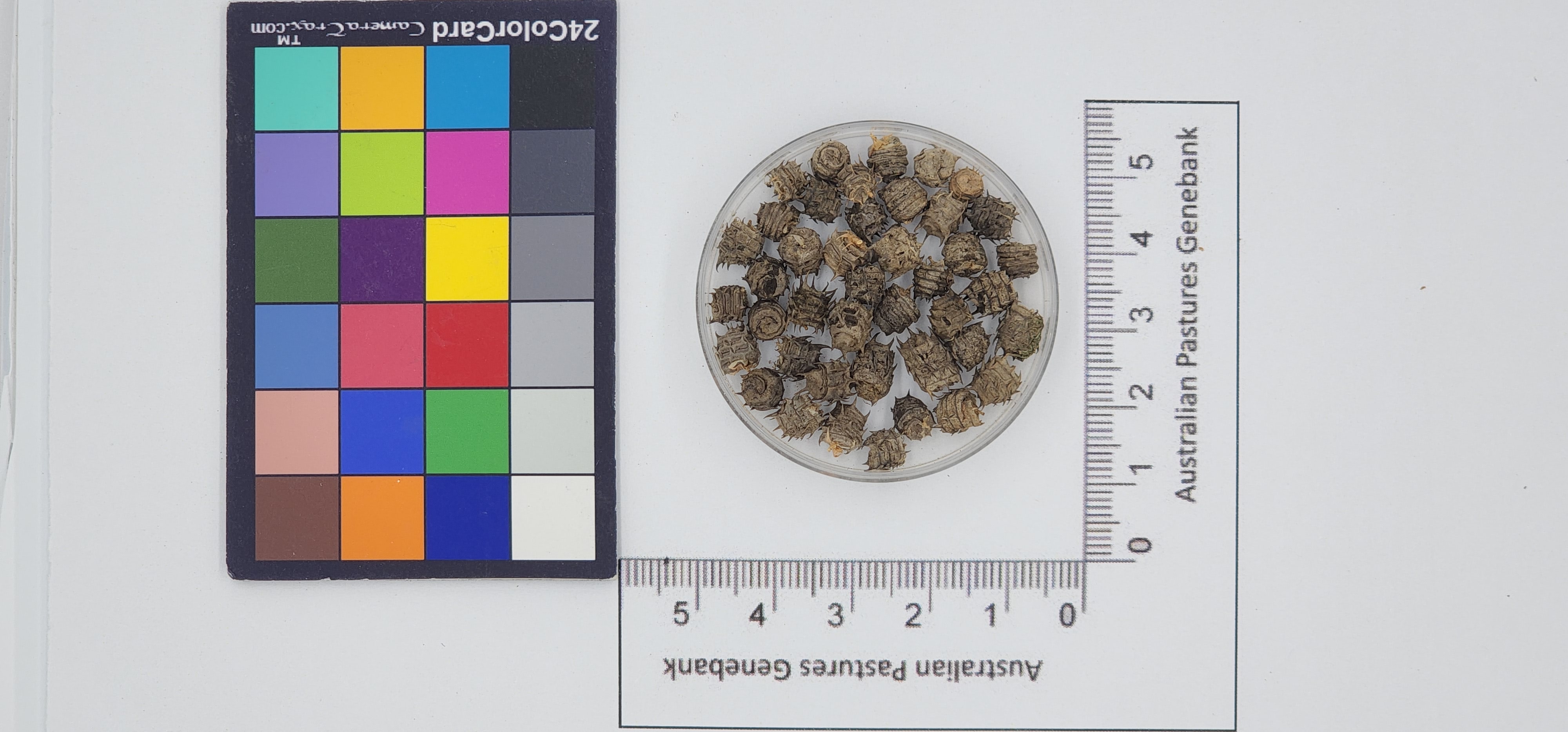 Click for 1 image(s) for this accession. Image