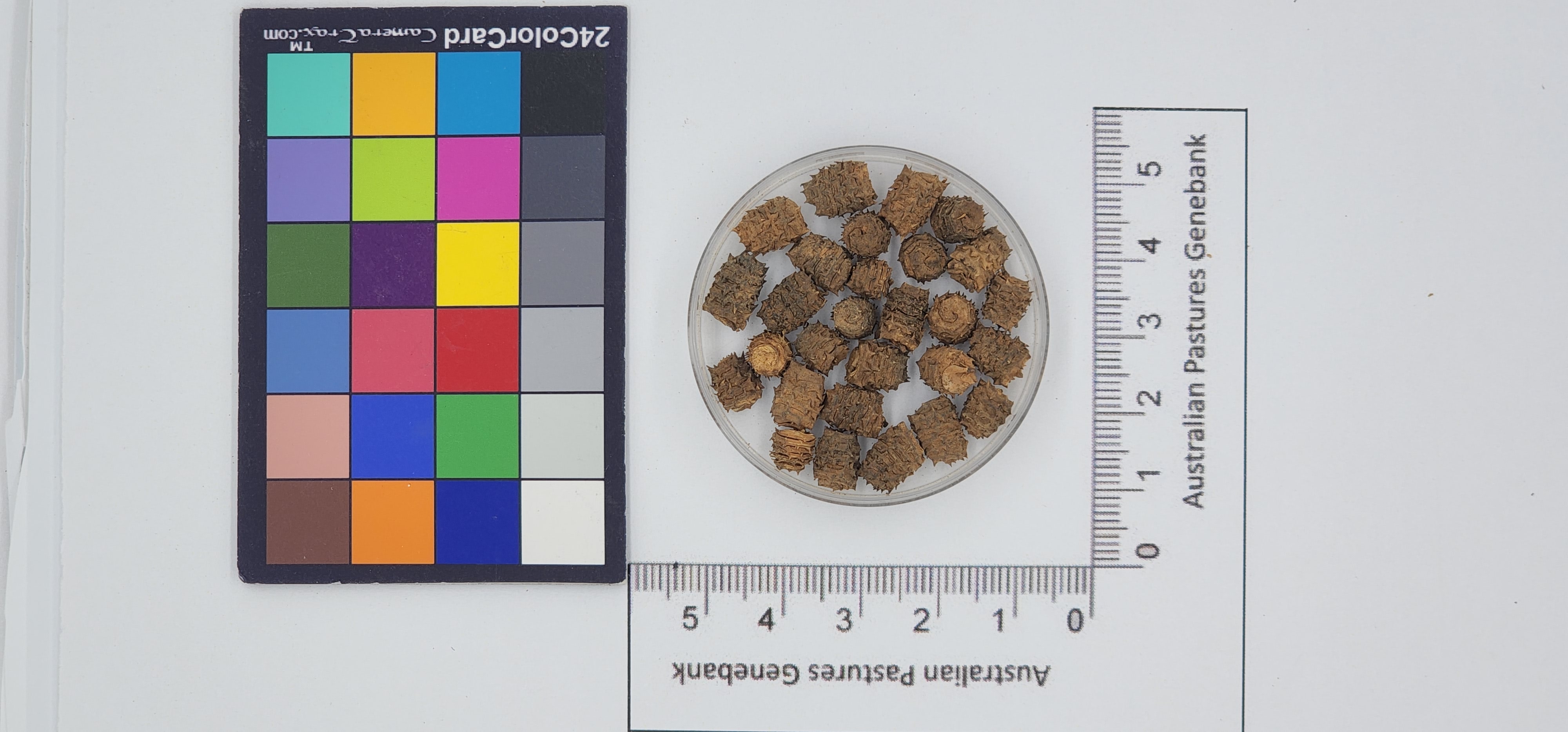 Click for 1 image(s) for this accession. Image