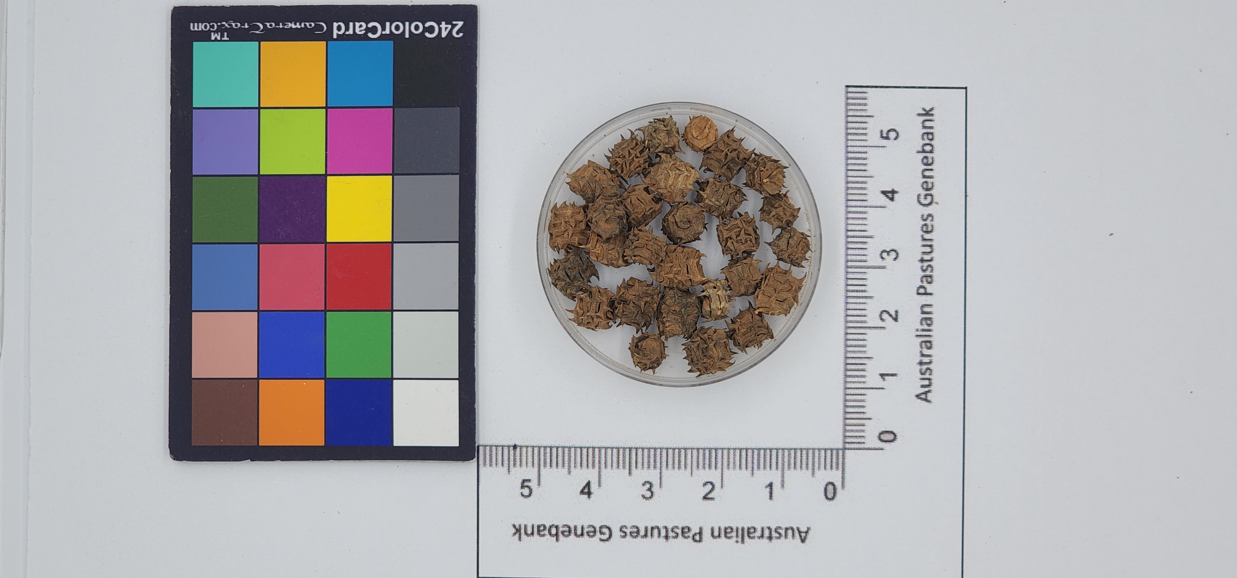 Click for 1 image(s) for this accession. Image