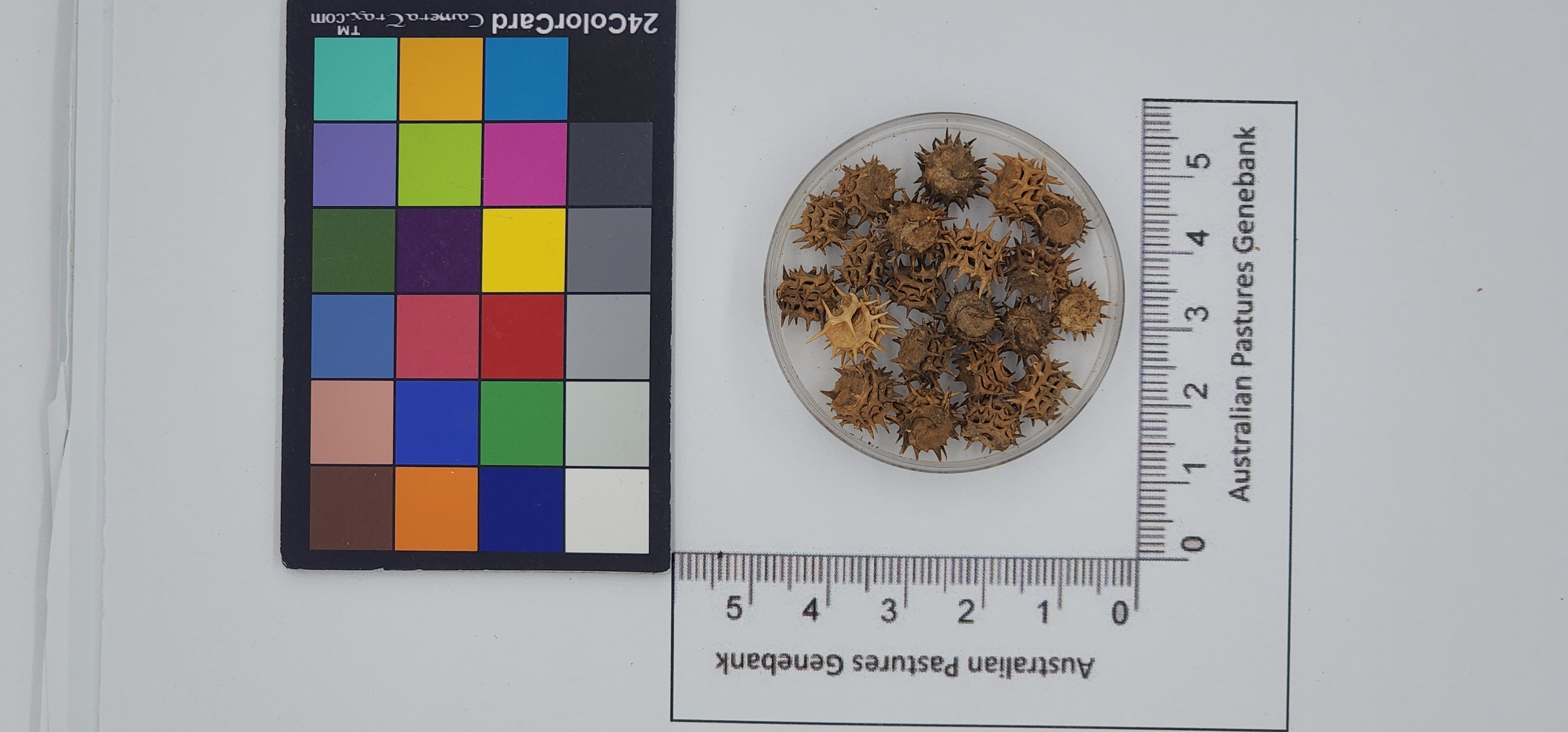 Click for 1 image(s) for this accession. Image