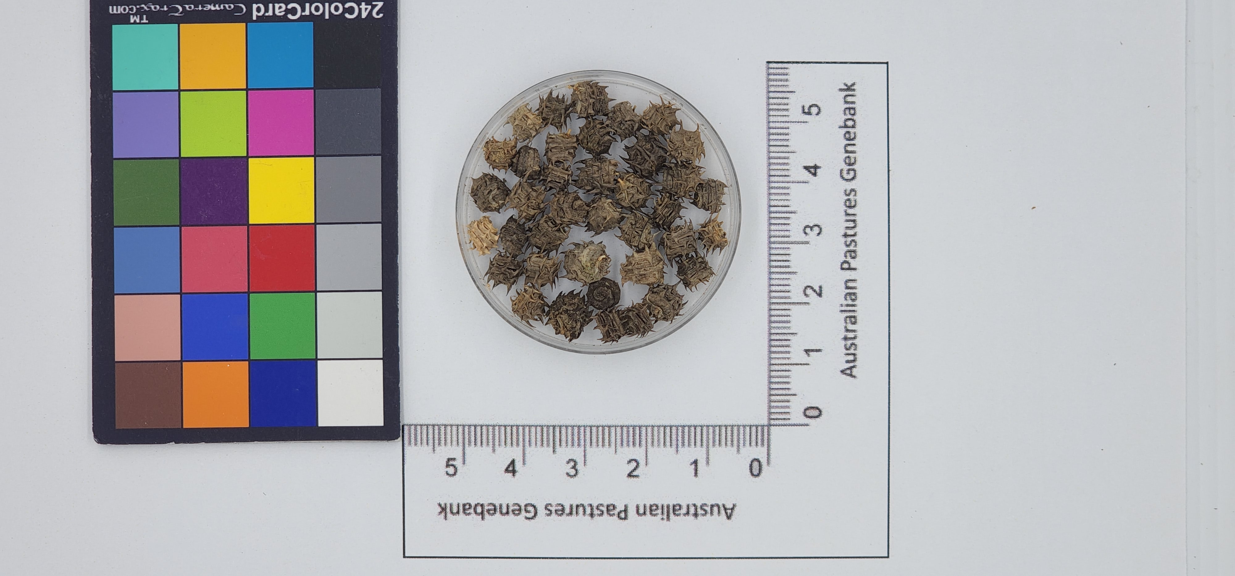 Click for 1 image(s) for this accession. Image