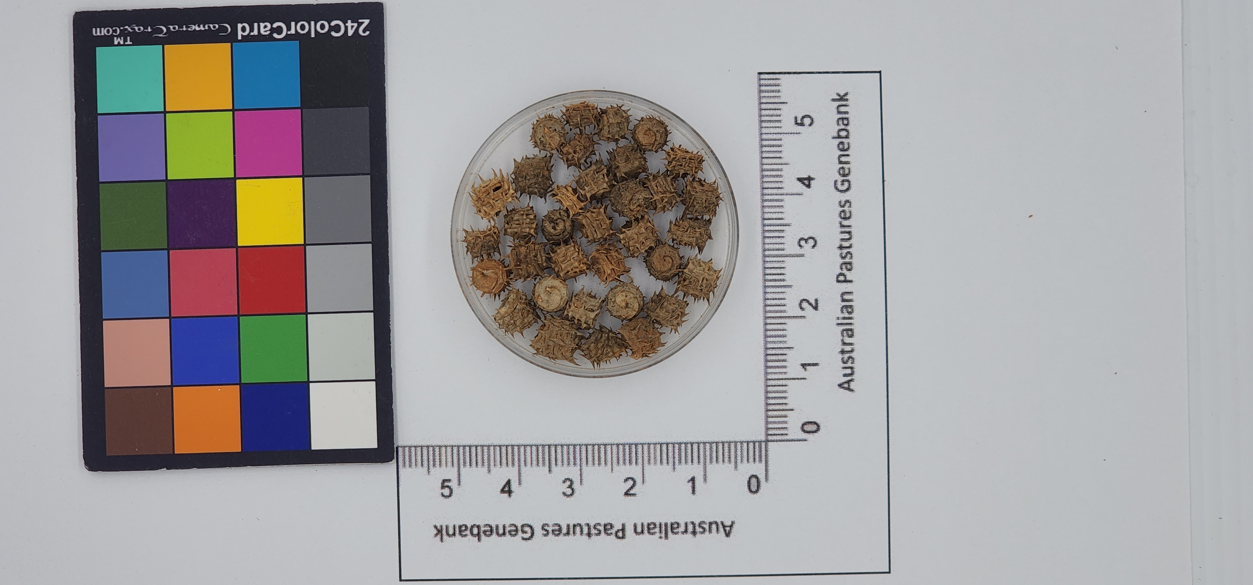 Click for 1 image(s) for this accession. Image