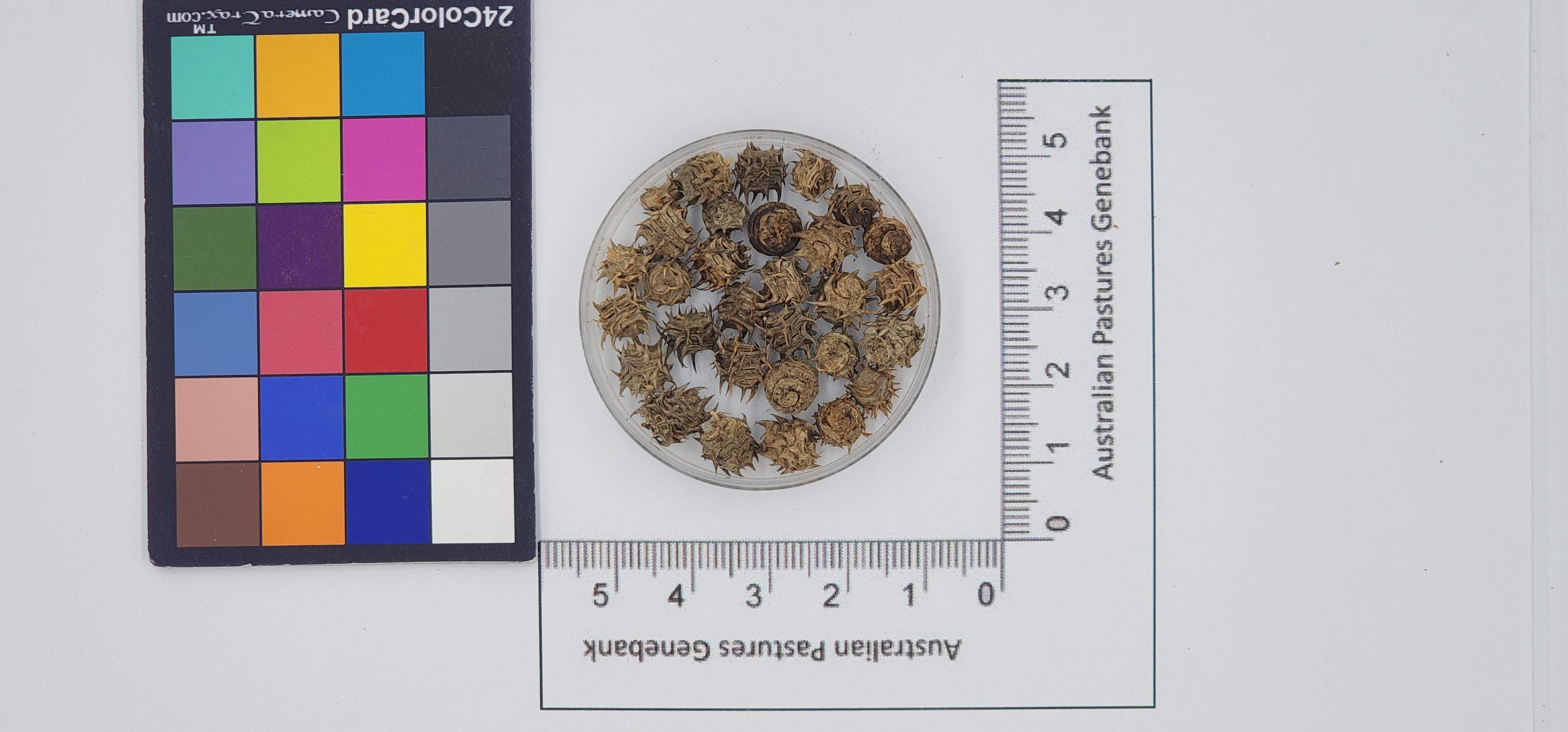 Click for 1 image(s) for this accession. Image