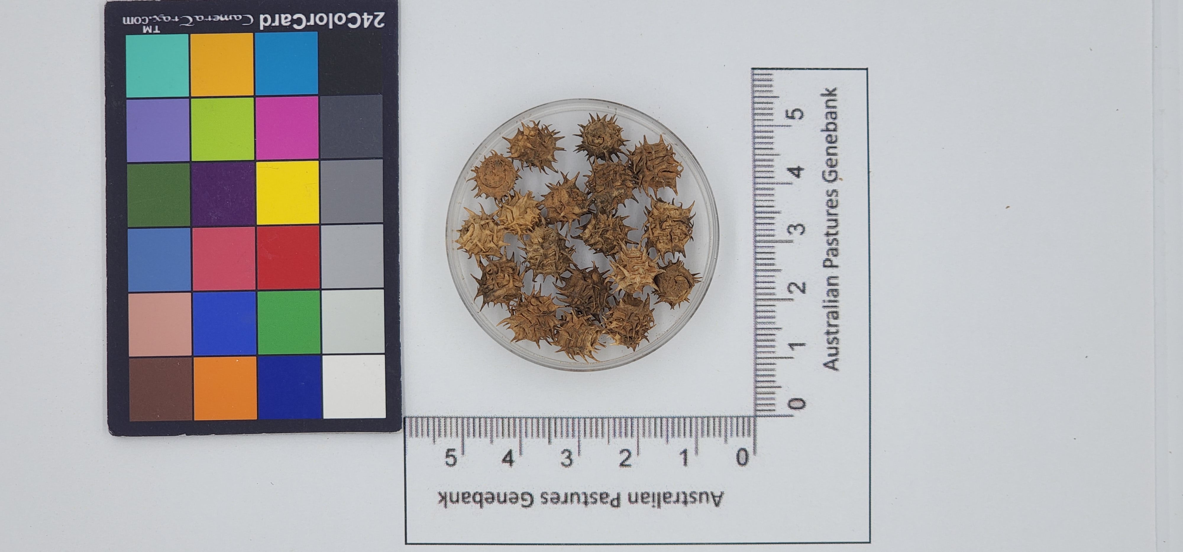 Click for 1 image(s) for this accession. Image
