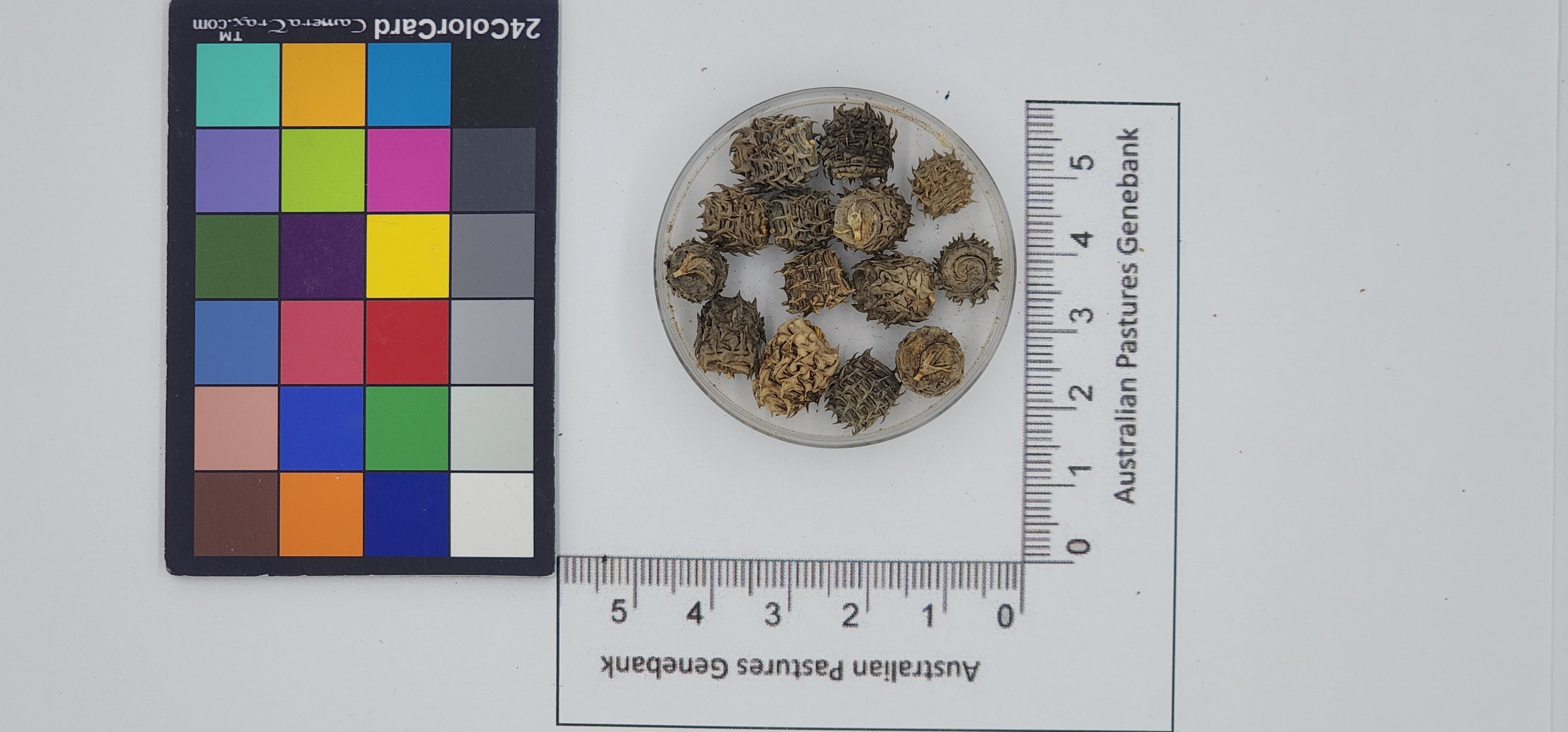 Click for 1 image(s) for this accession. Image