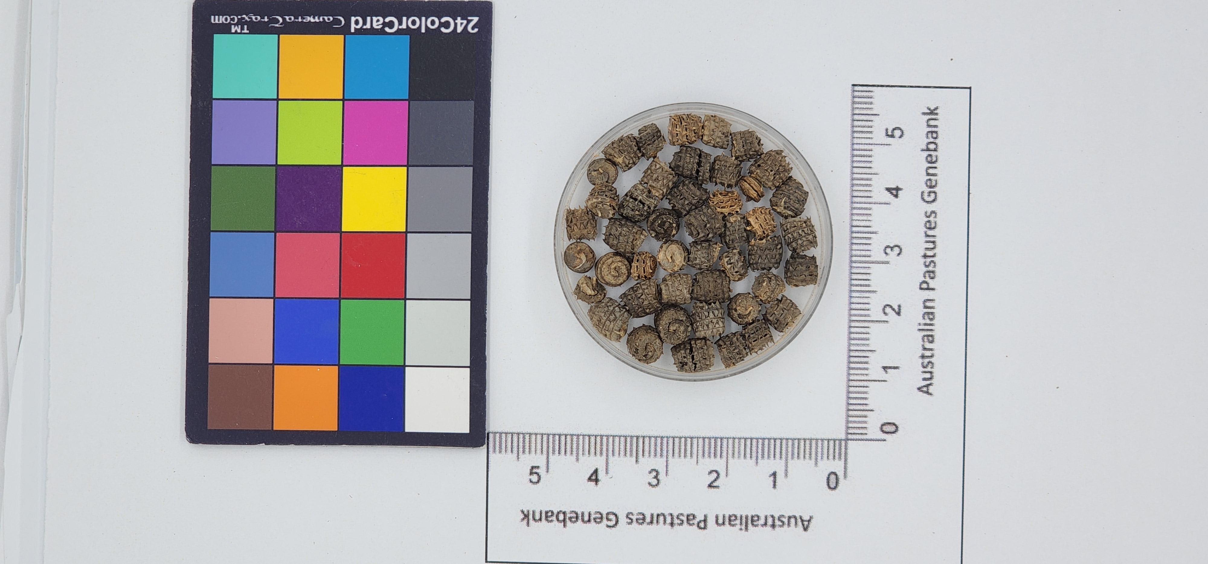 Click for 1 image(s) for this accession. Image