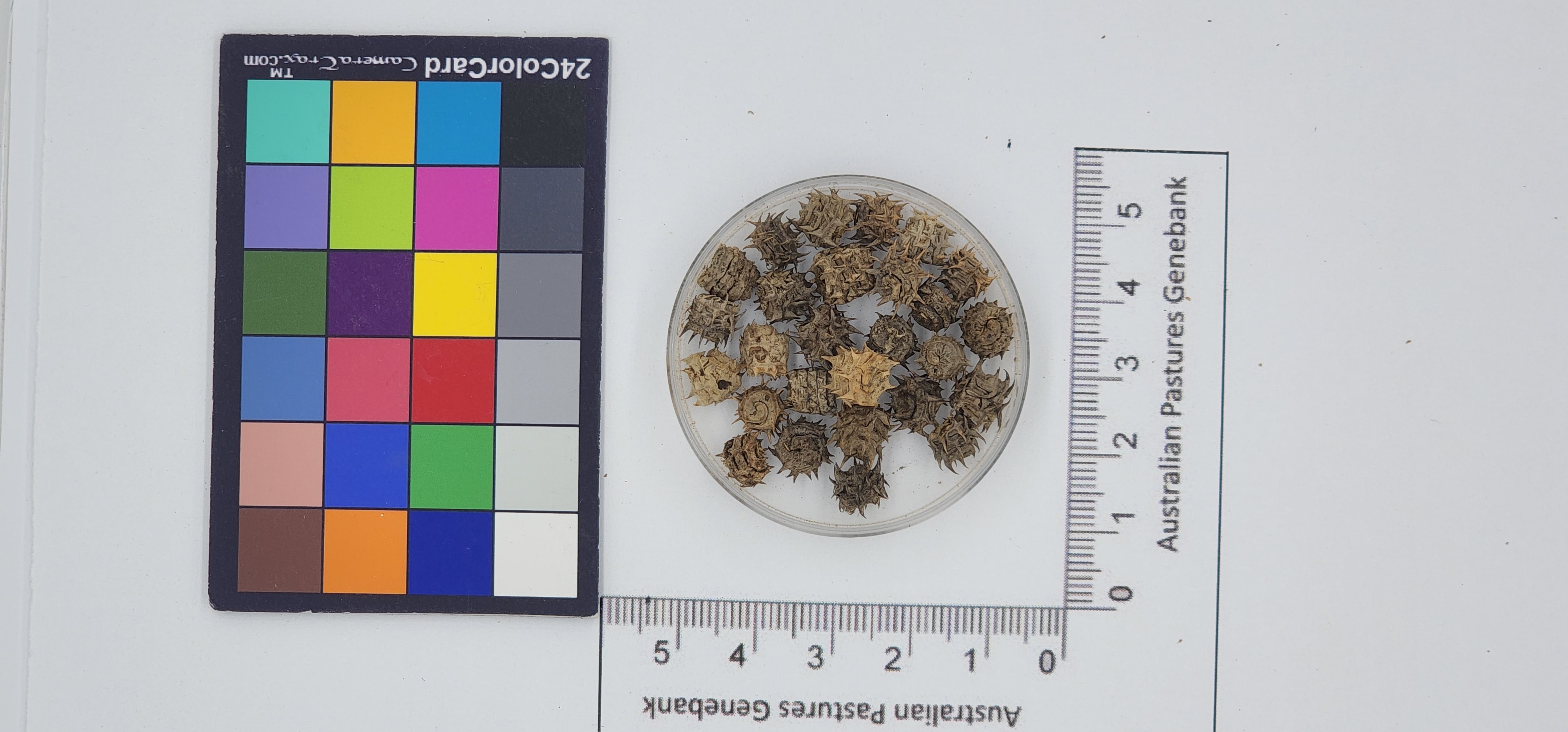 Click for 1 image(s) for this accession. Image