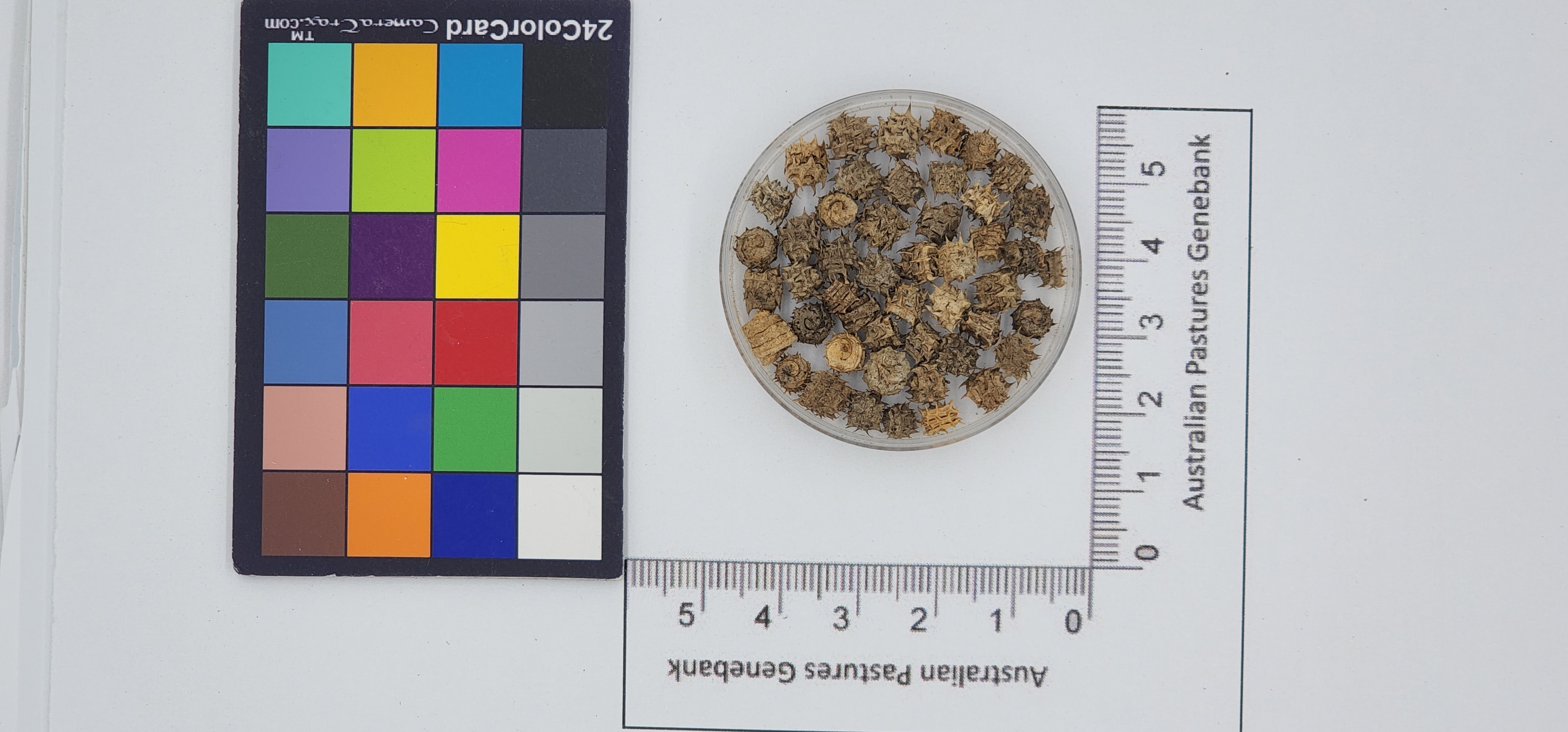 Click for 1 image(s) for this accession. Image