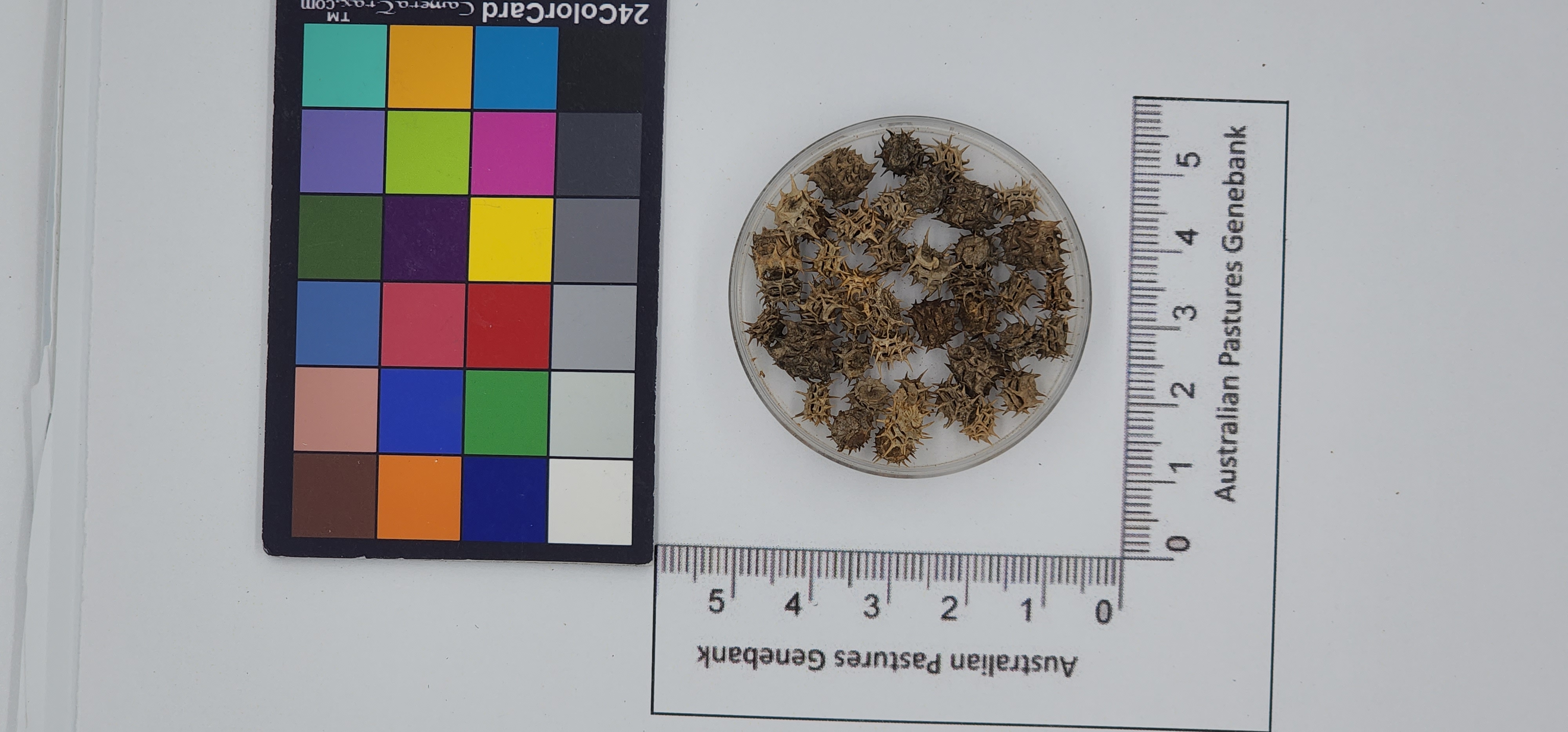 Click for 1 image(s) for this accession. Image