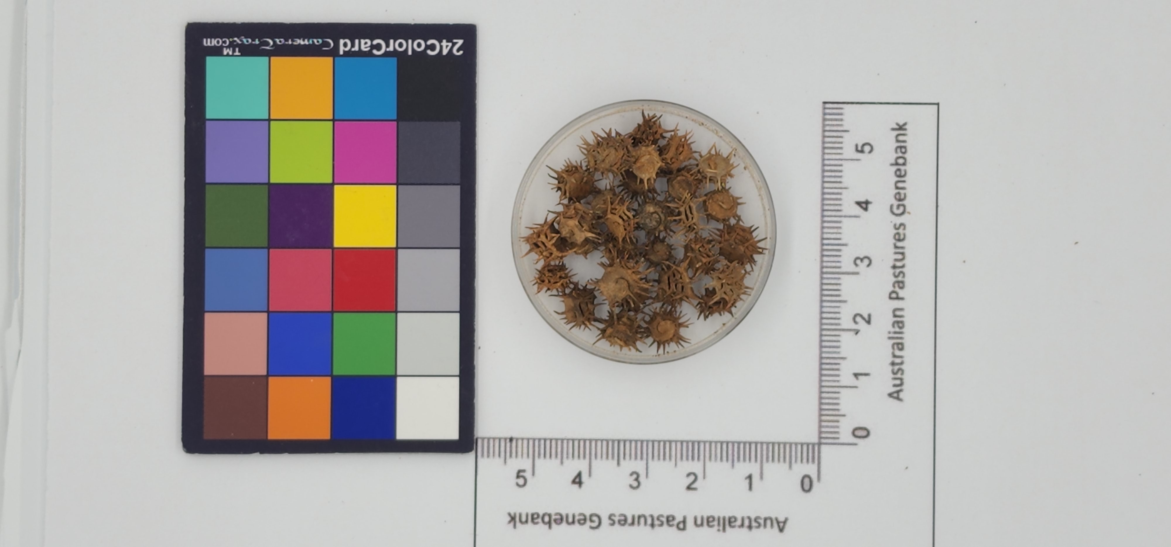 Click for 1 image(s) for this accession. Image