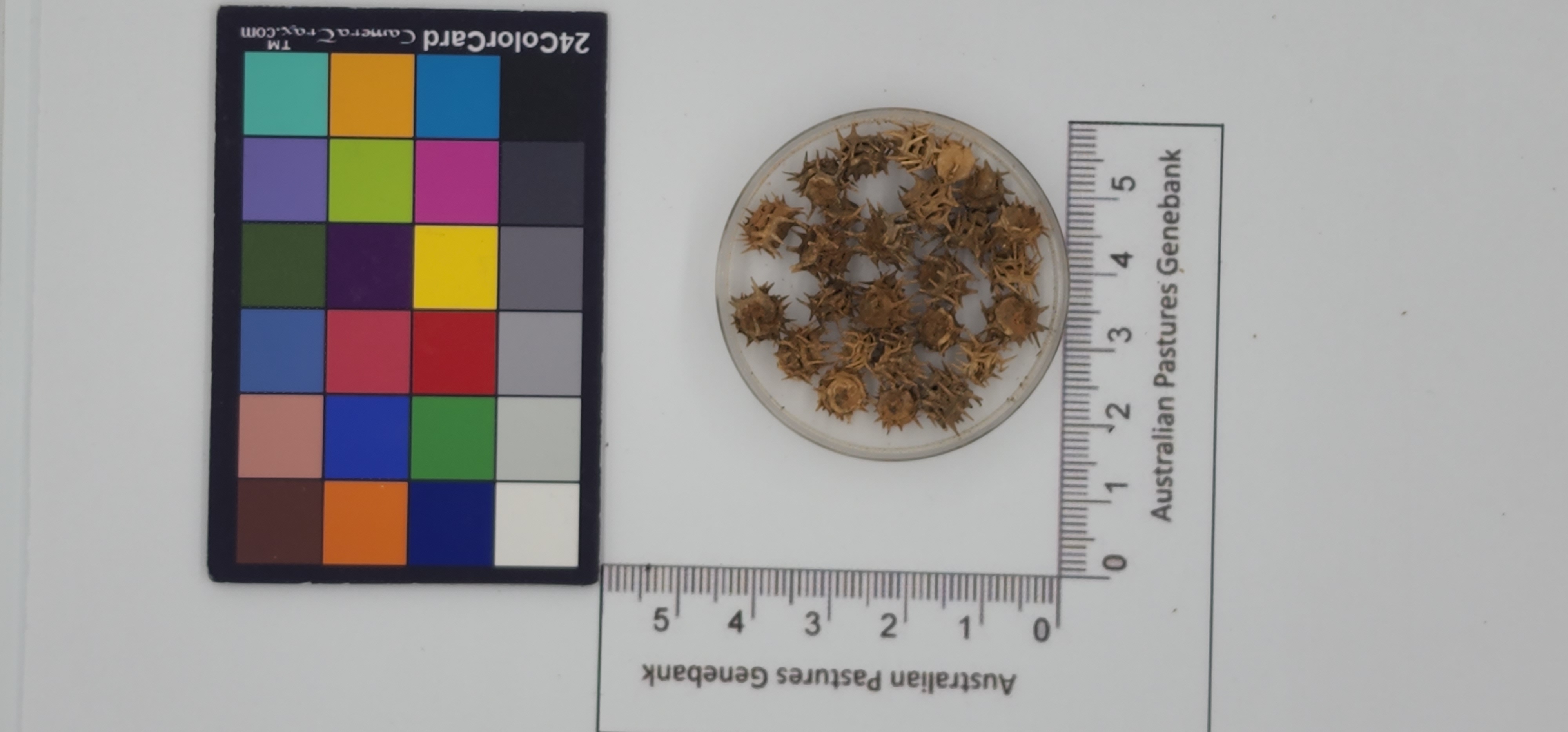 Click for 1 image(s) for this accession. Image