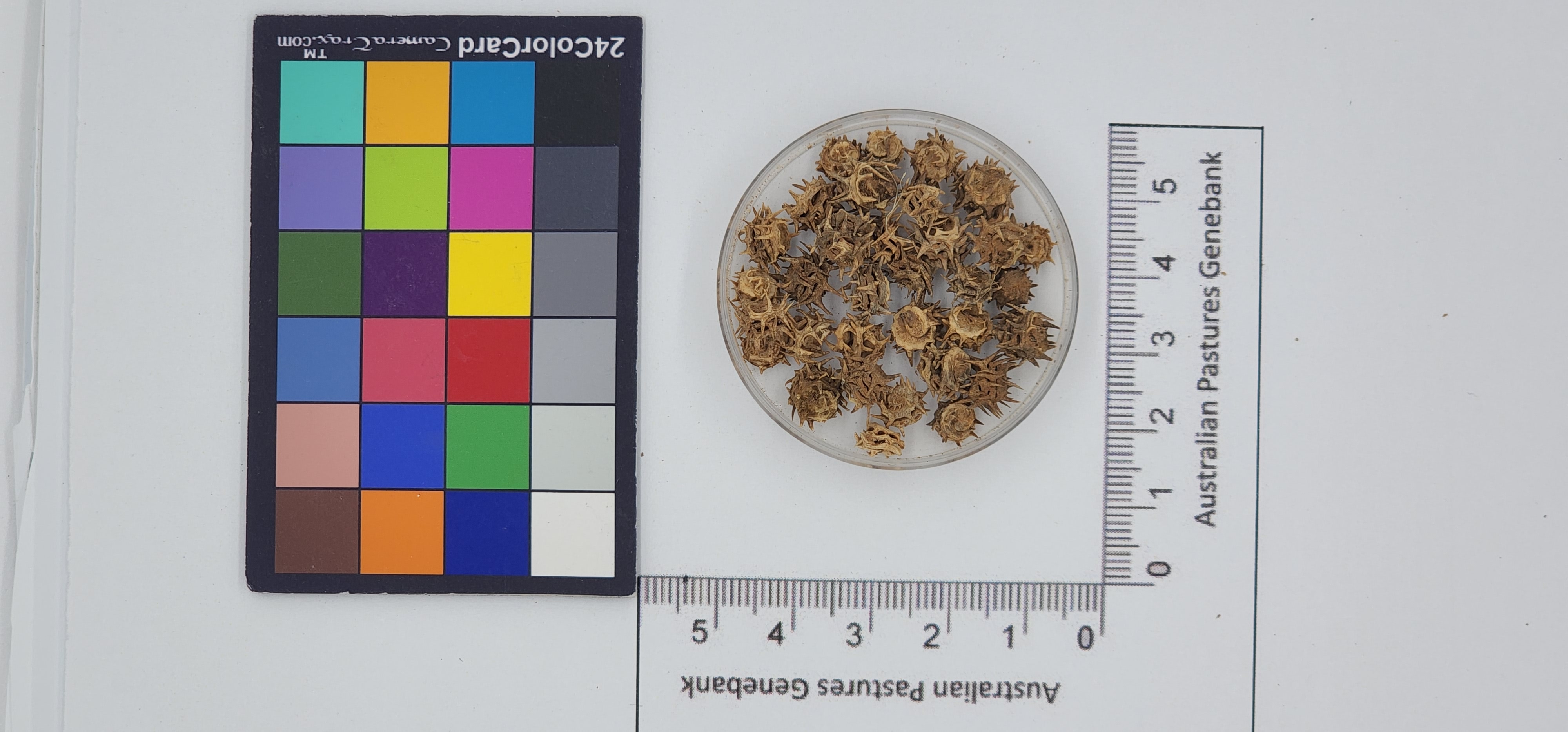 Click for 1 image(s) for this accession. Image