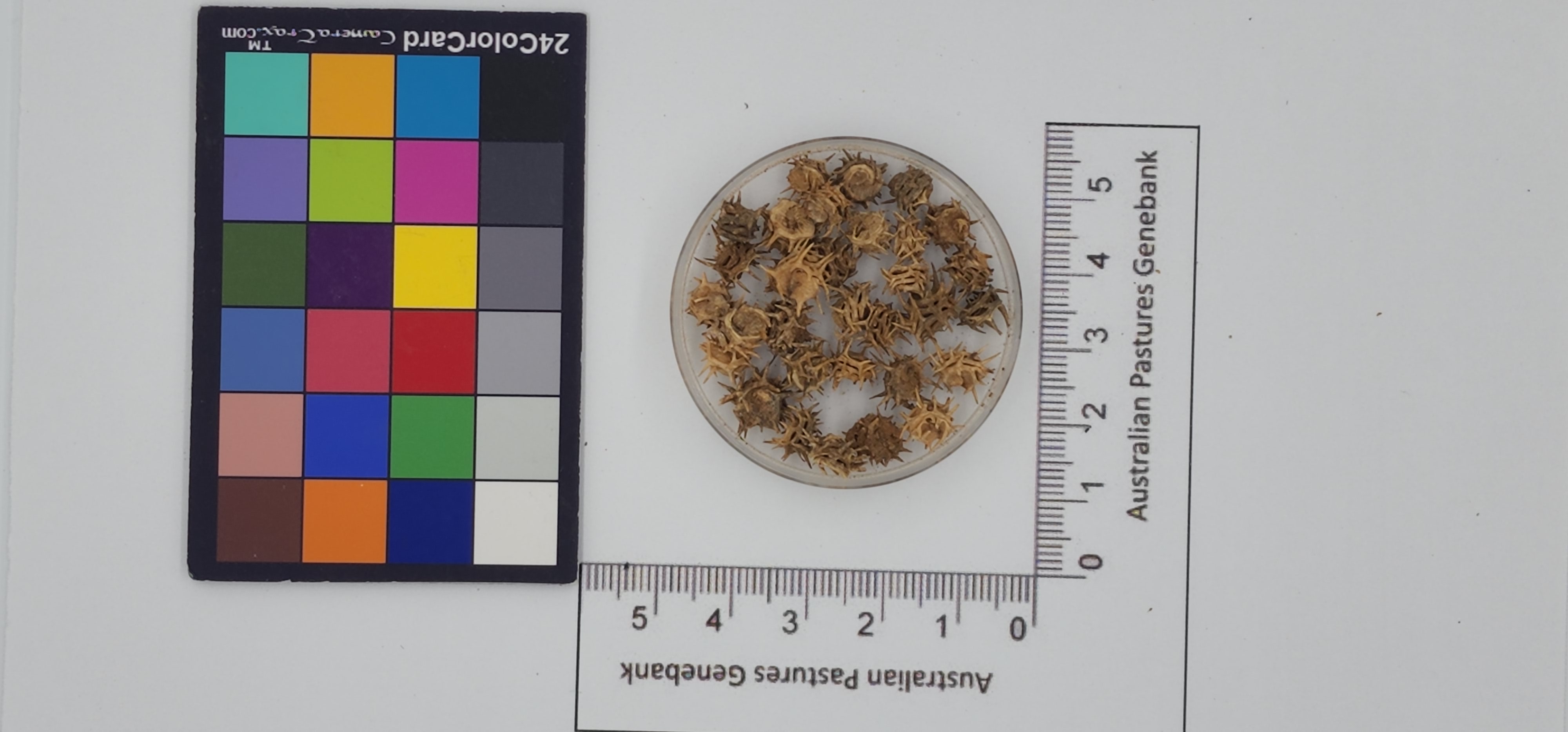 Click for 1 image(s) for this accession. Image