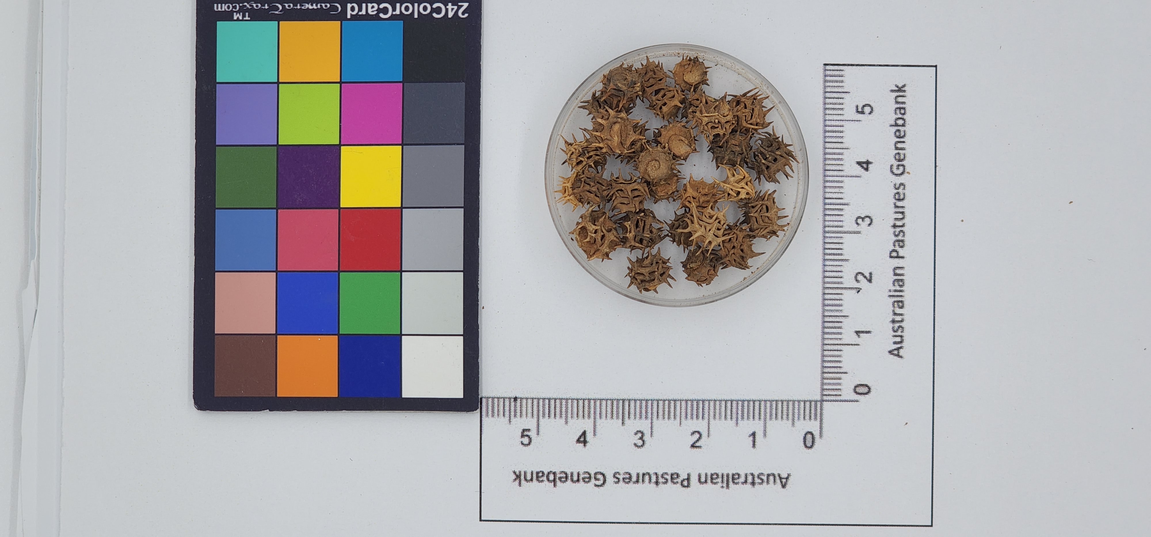 Click for 1 image(s) for this accession. Image