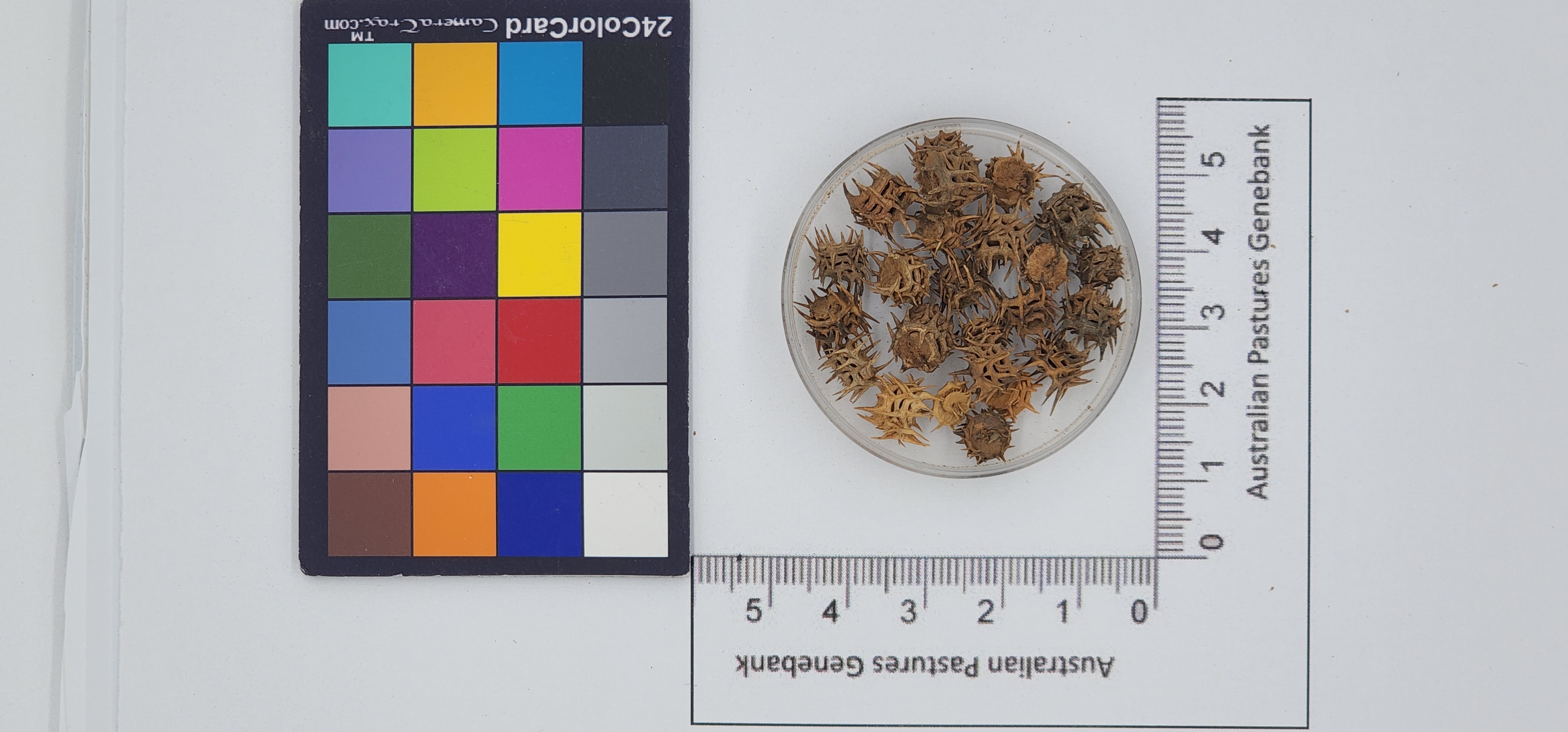 Click for 1 image(s) for this accession. Image