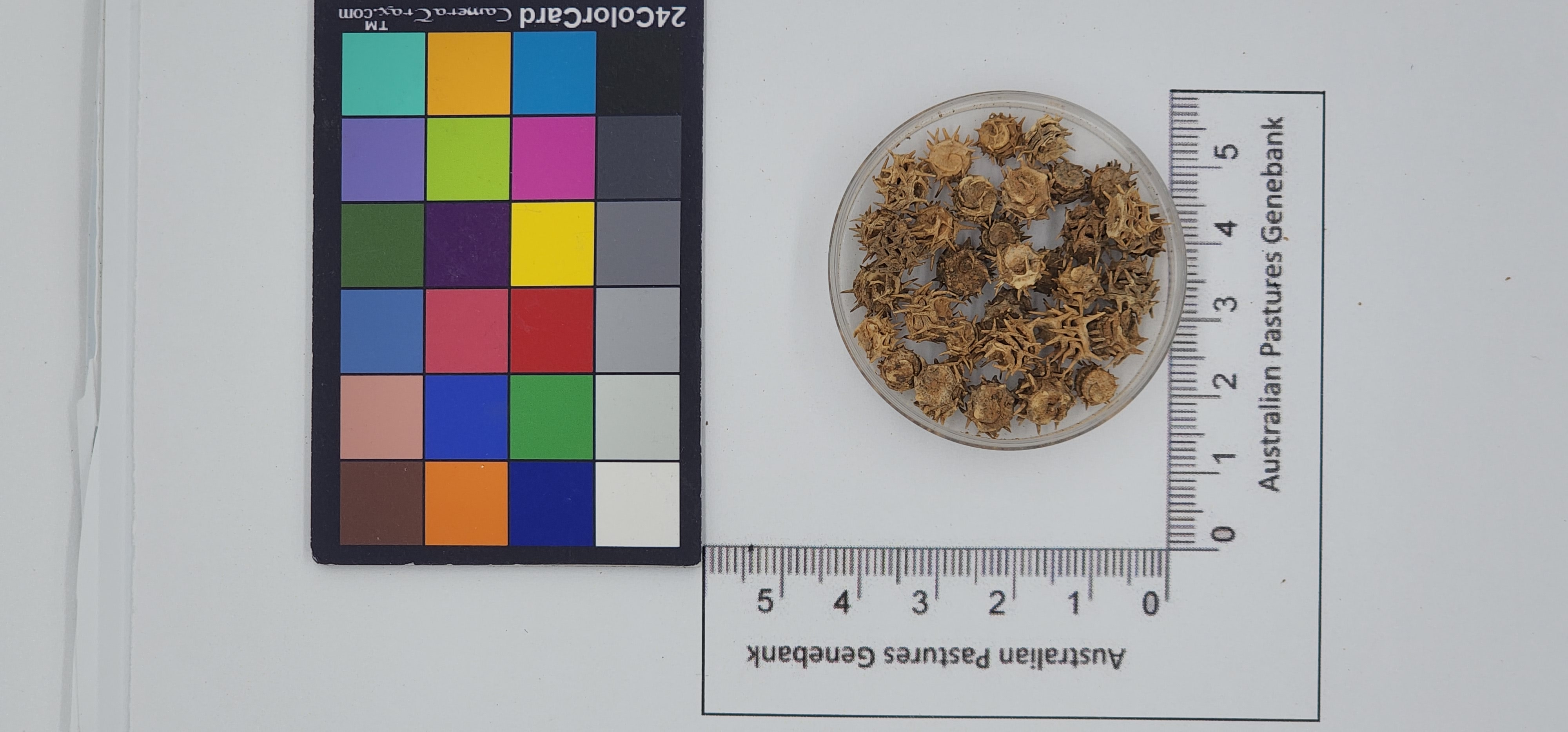 Click for 1 image(s) for this accession. Image