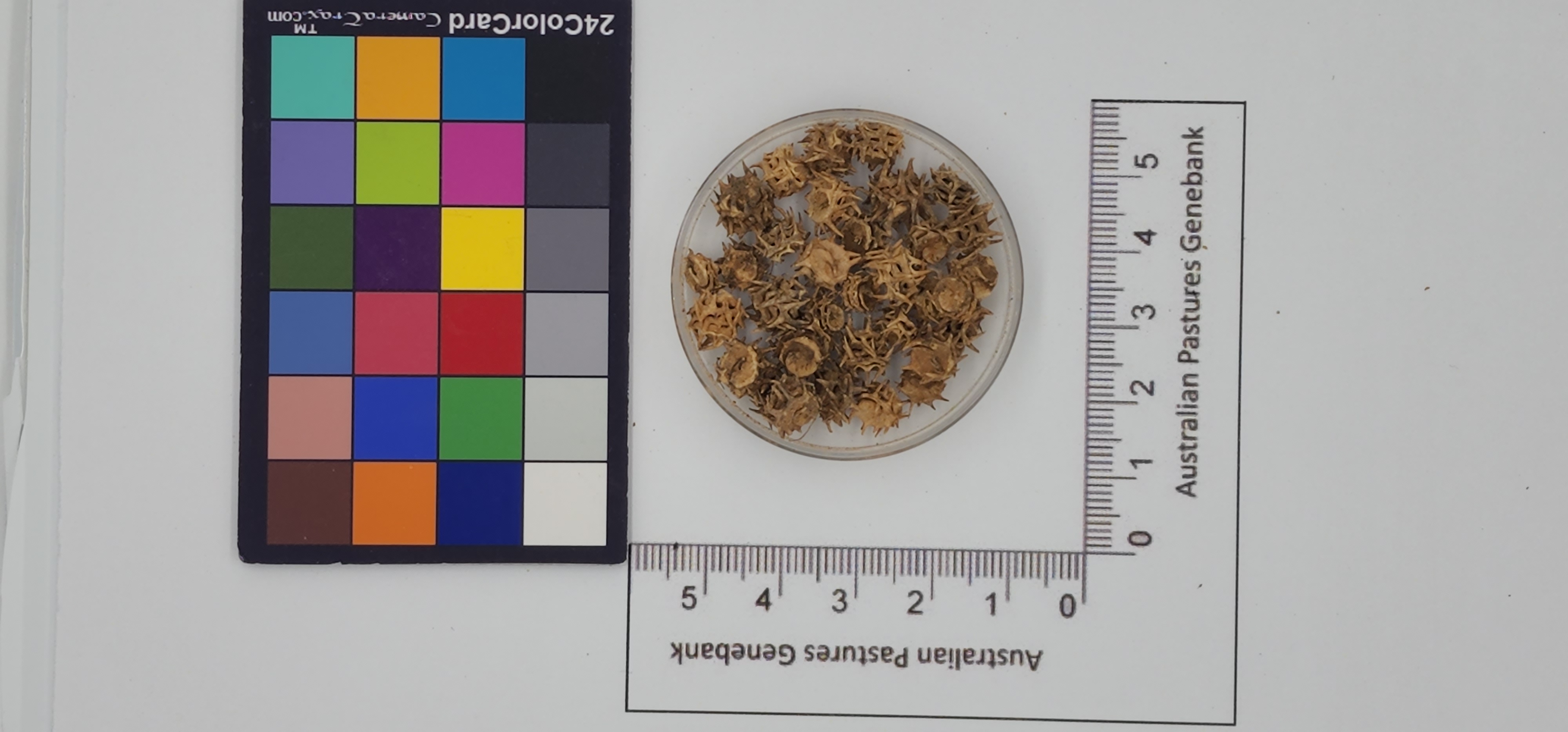 Click for 1 image(s) for this accession. Image