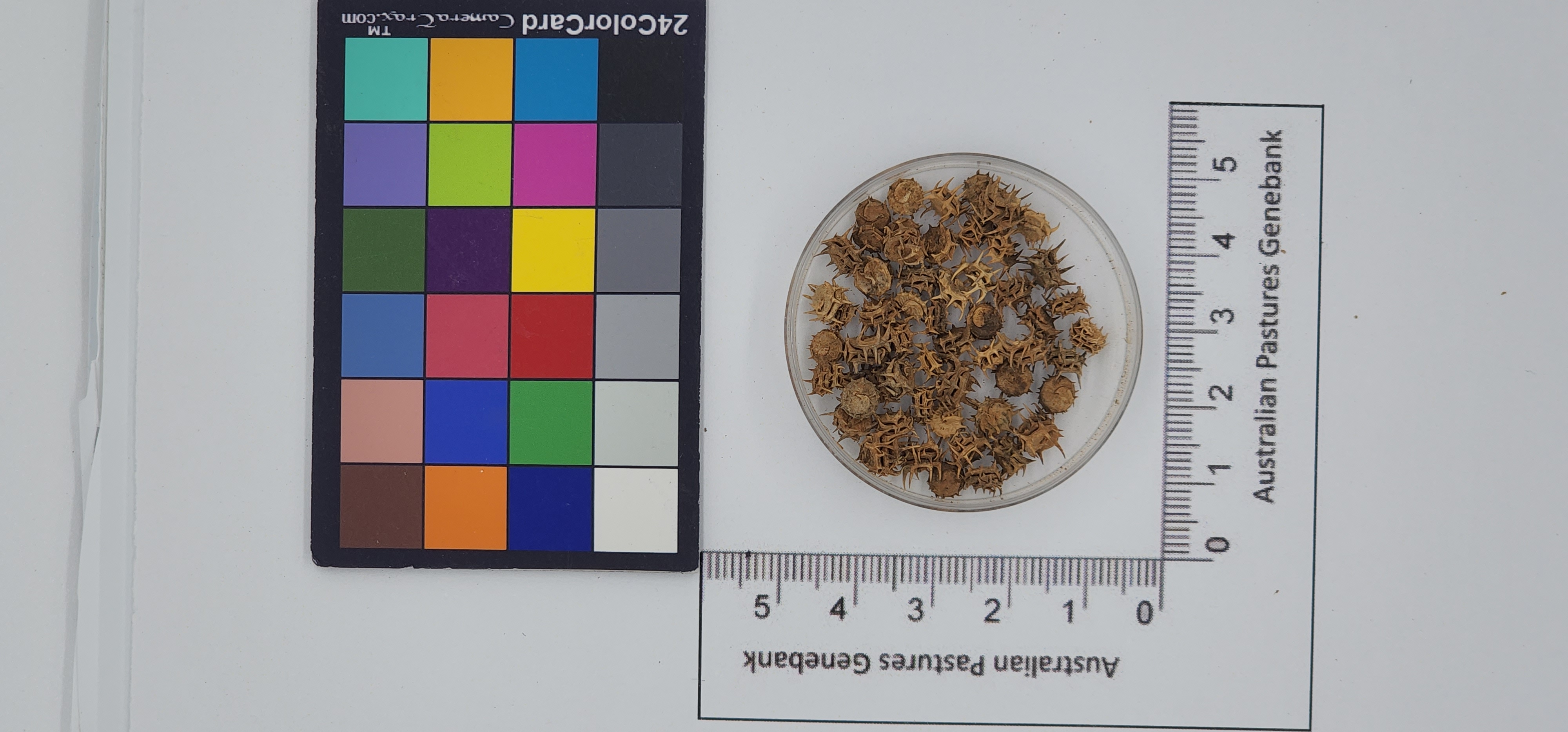 Click for 1 image(s) for this accession. Image