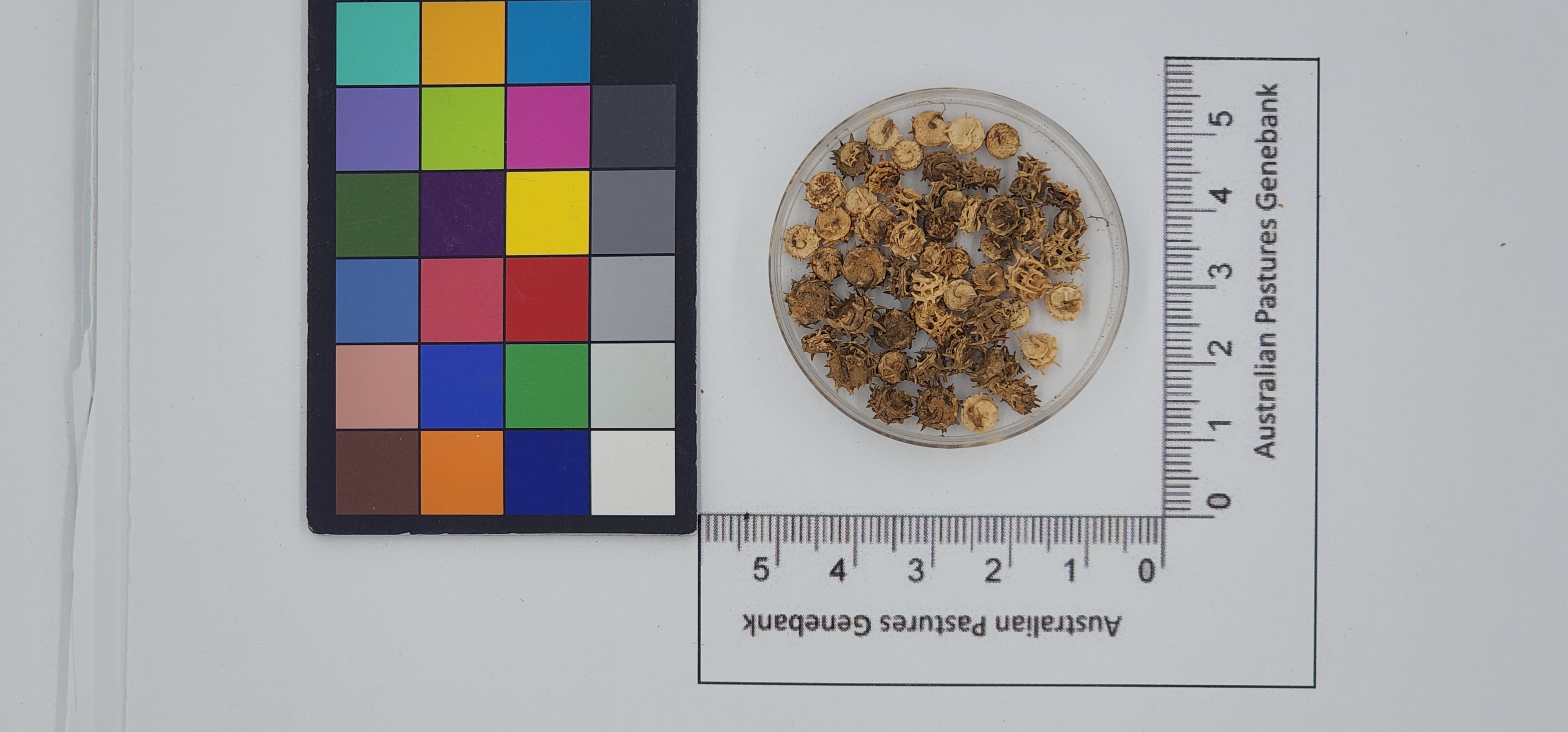 Click for 1 image(s) for this accession. Image