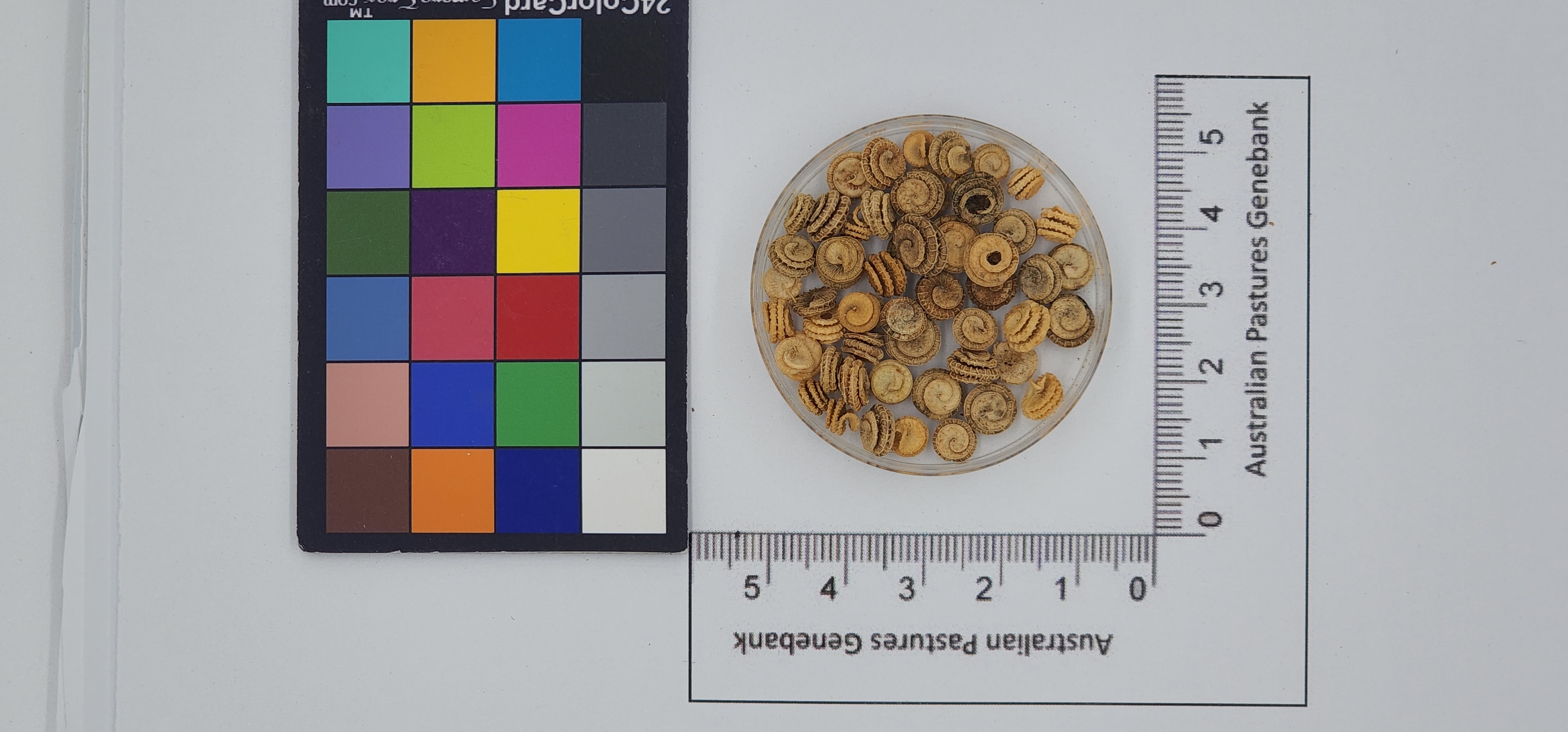 Click for 1 image(s) for this accession. Image