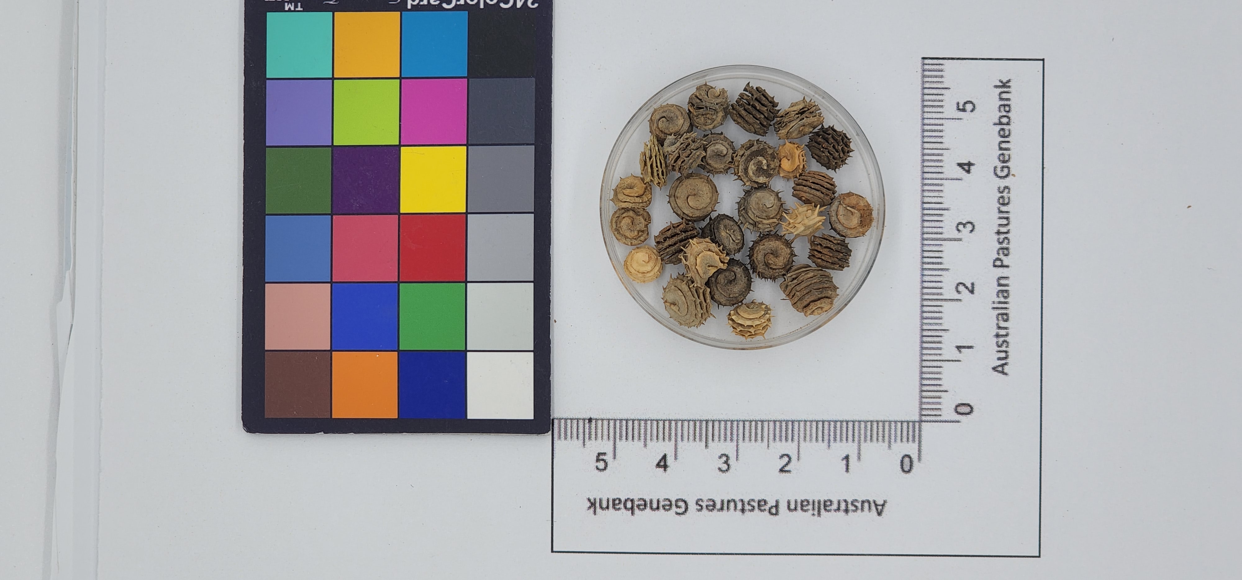 Click for 1 image(s) for this accession. Image