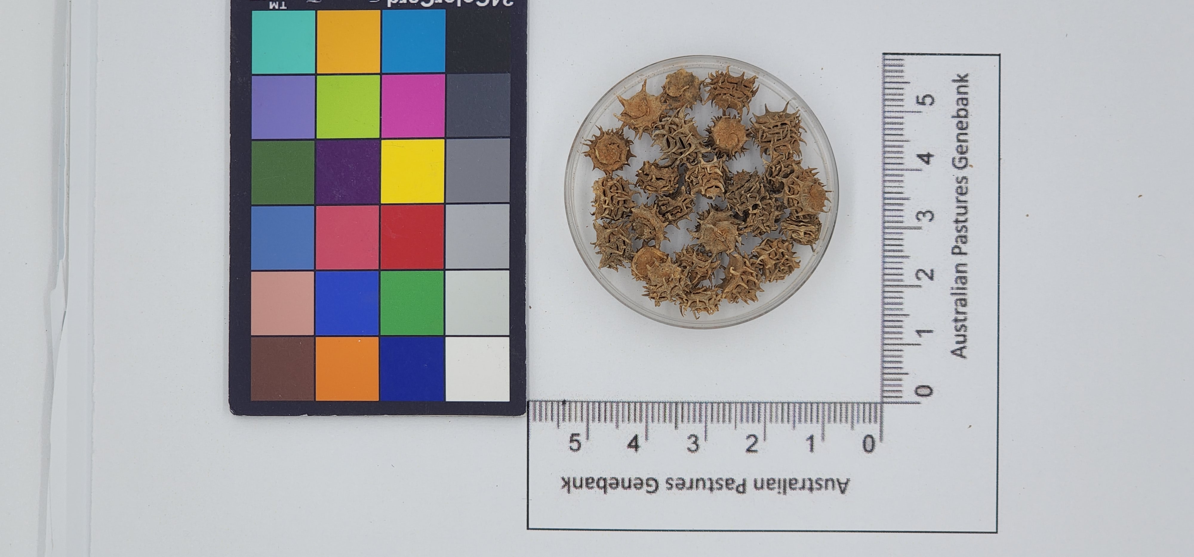 Click for 1 image(s) for this accession. Image