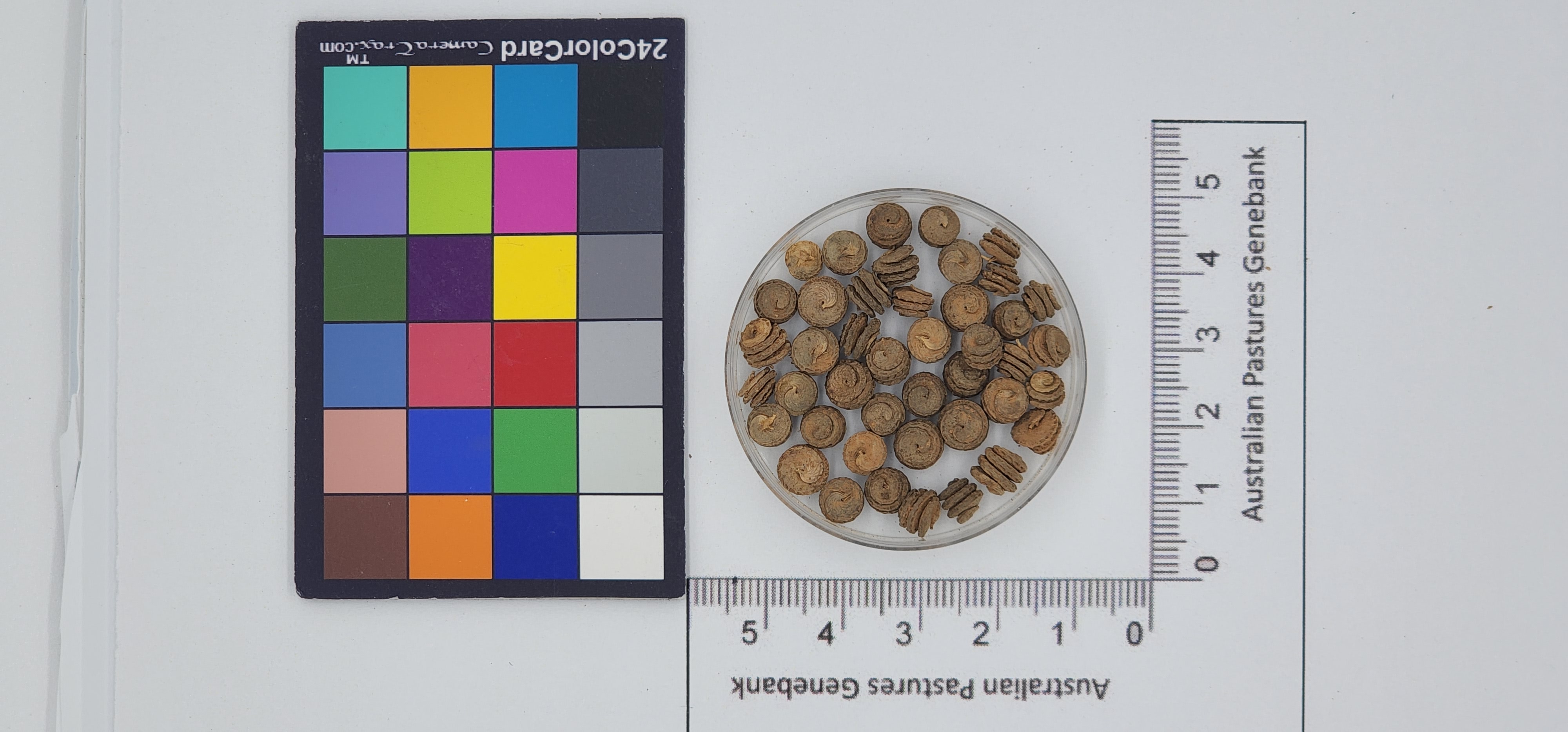 Click for 1 image(s) for this accession. Image