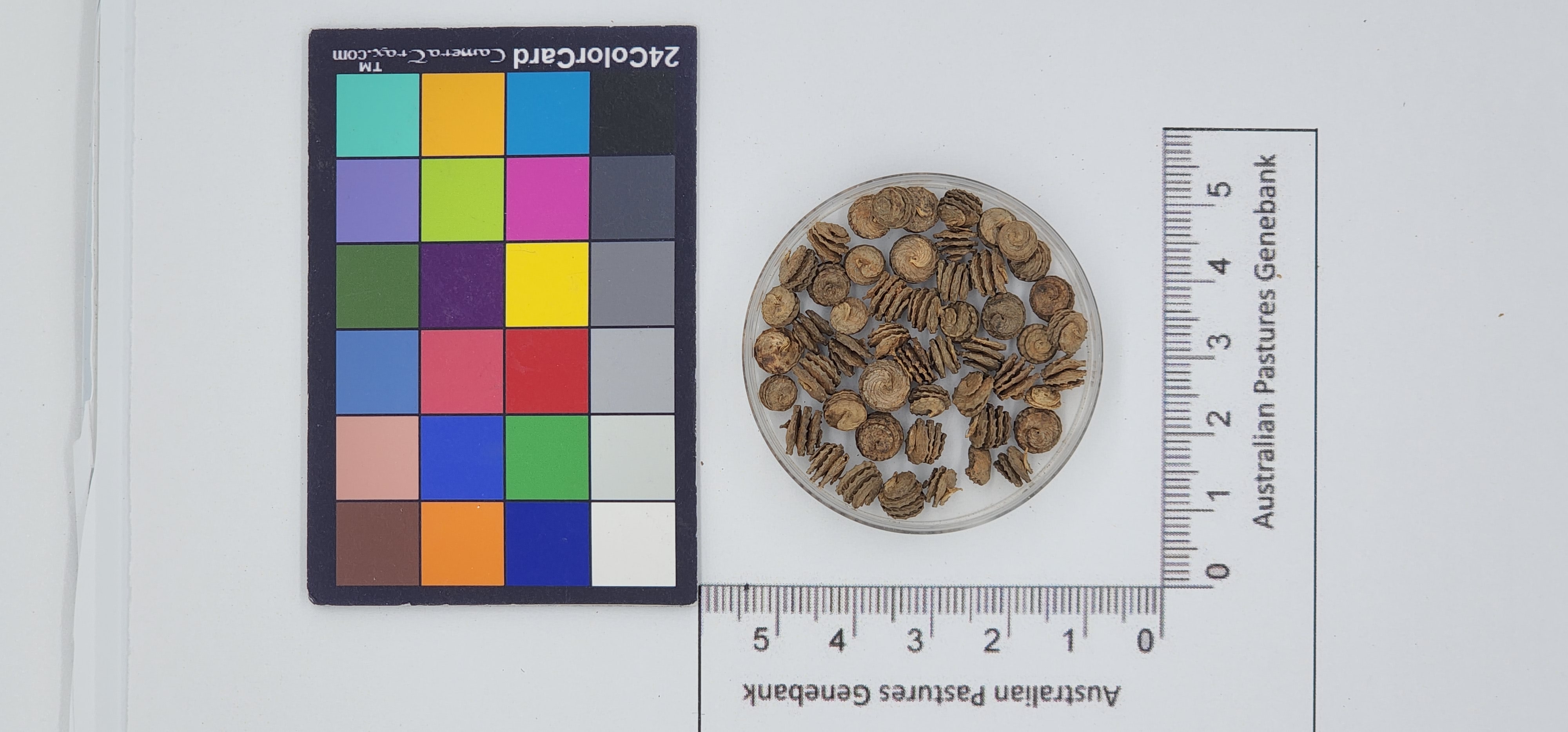 Click for 1 image(s) for this accession. Image