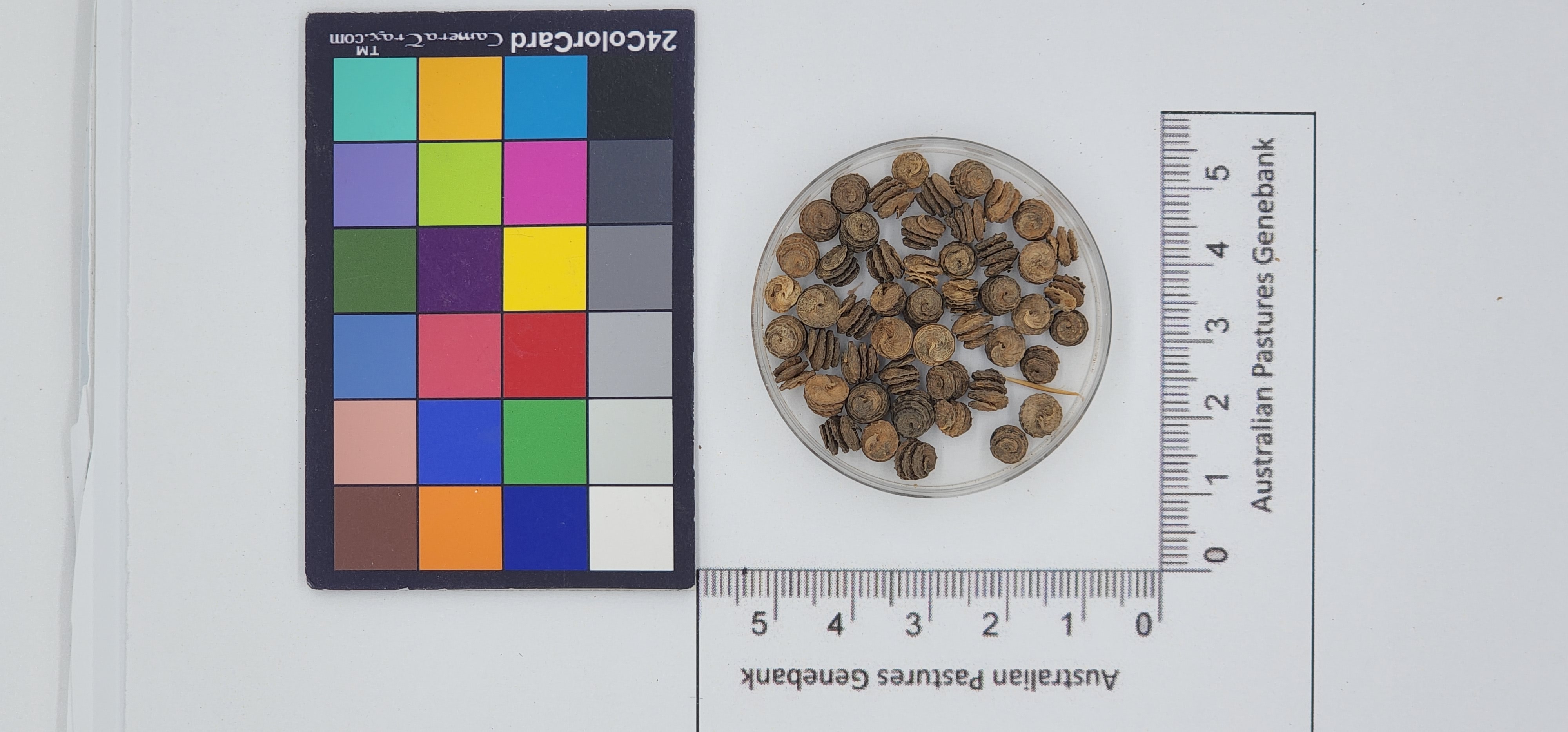 Click for 1 image(s) for this accession. Image