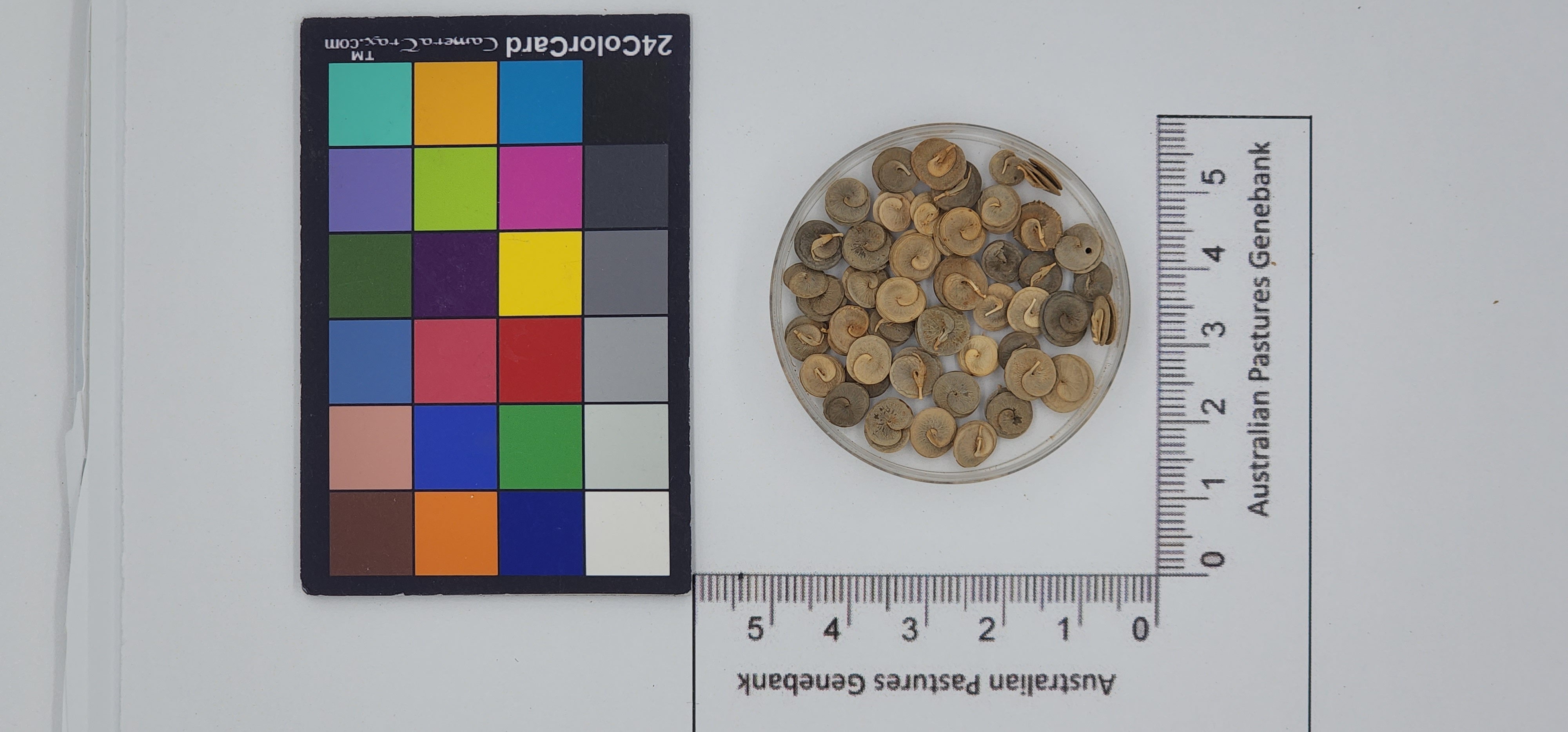 Click for 1 image(s) for this accession. Image