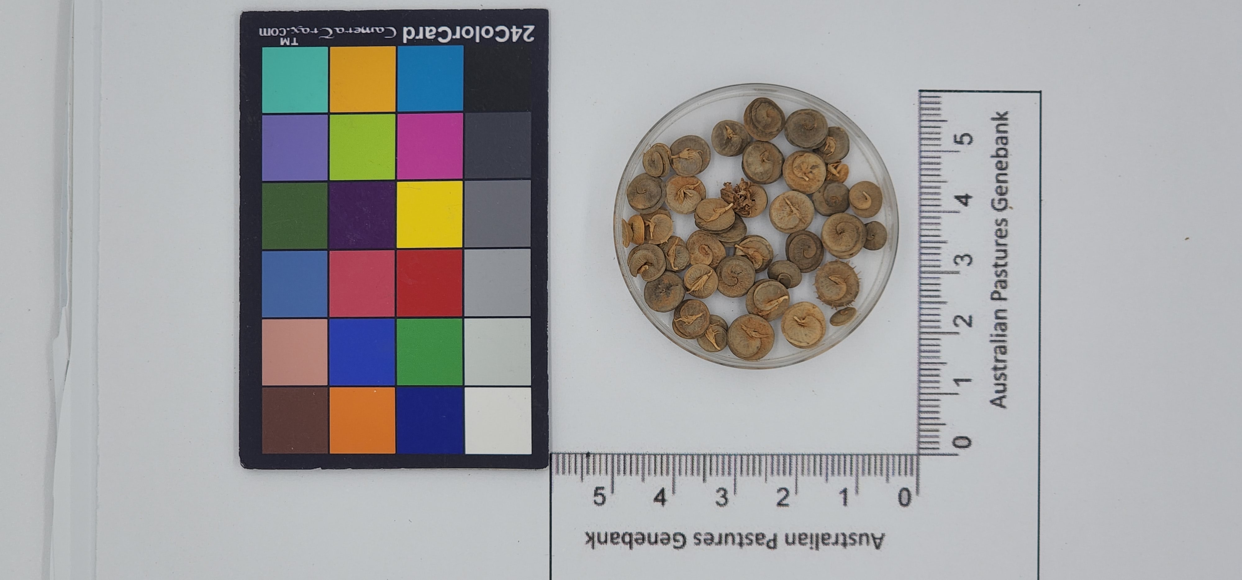 Click for 1 image(s) for this accession. Image