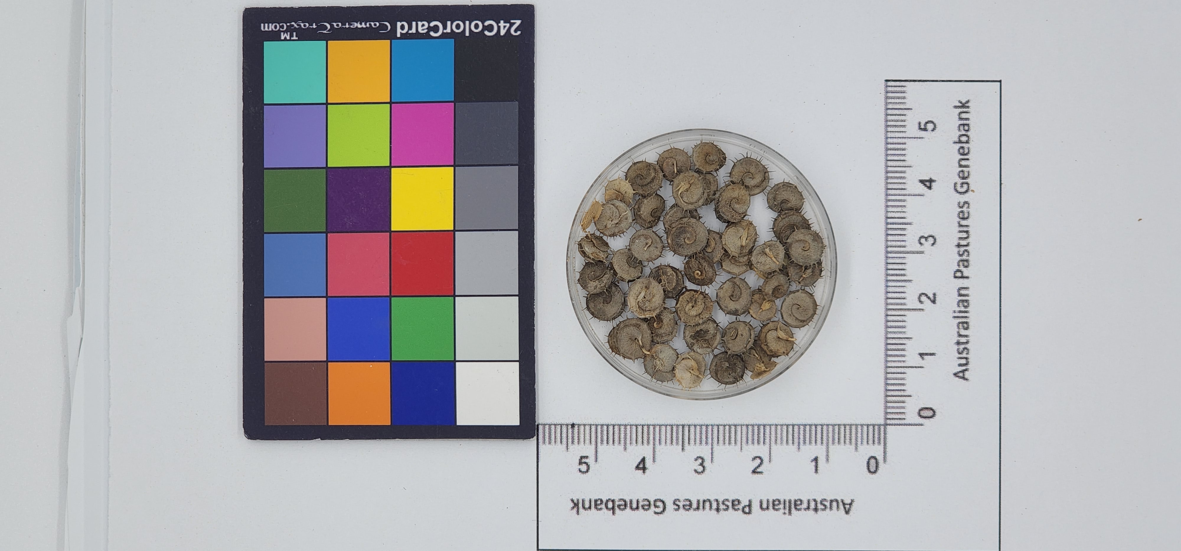 Click for 1 image(s) for this accession. Image