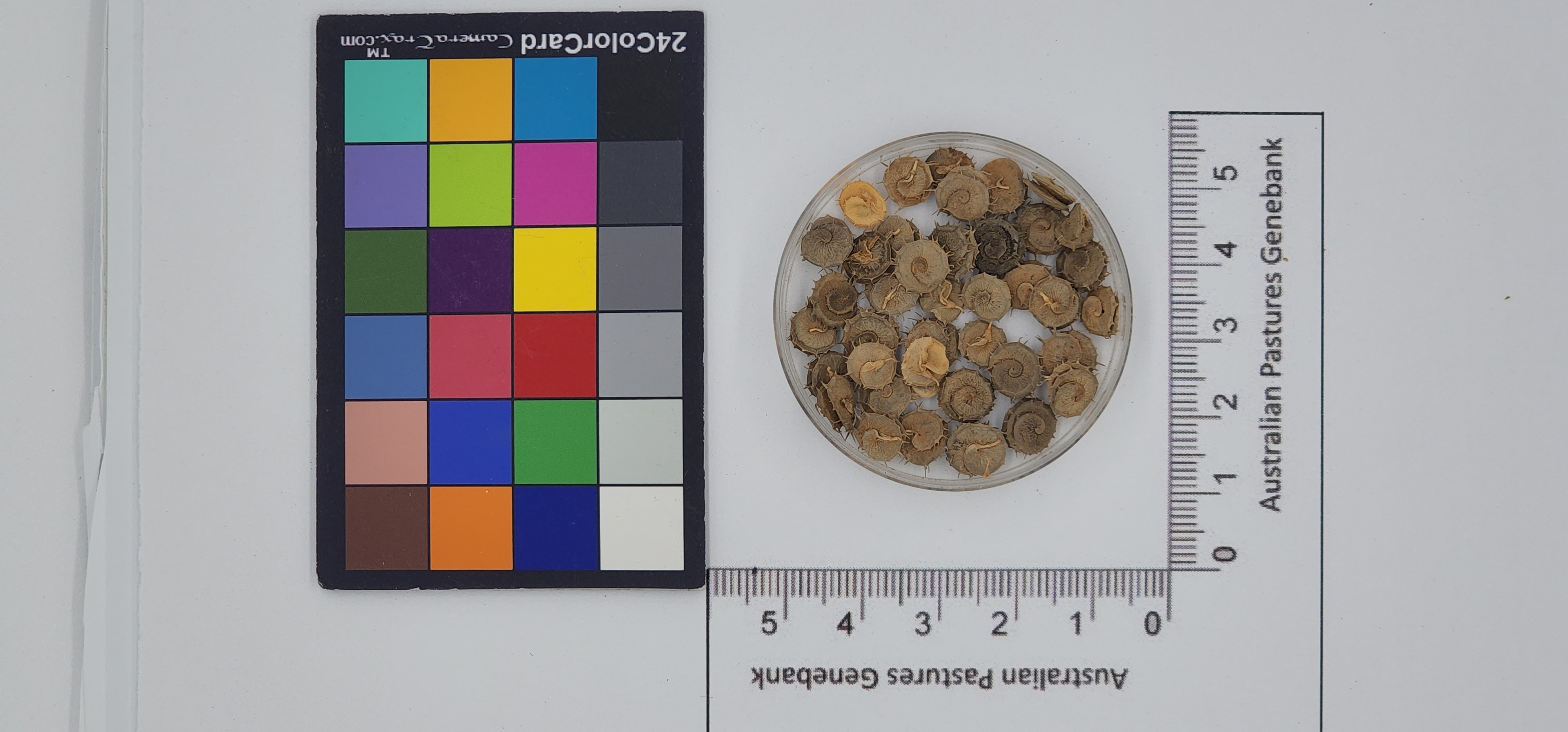 Click for 1 image(s) for this accession. Image