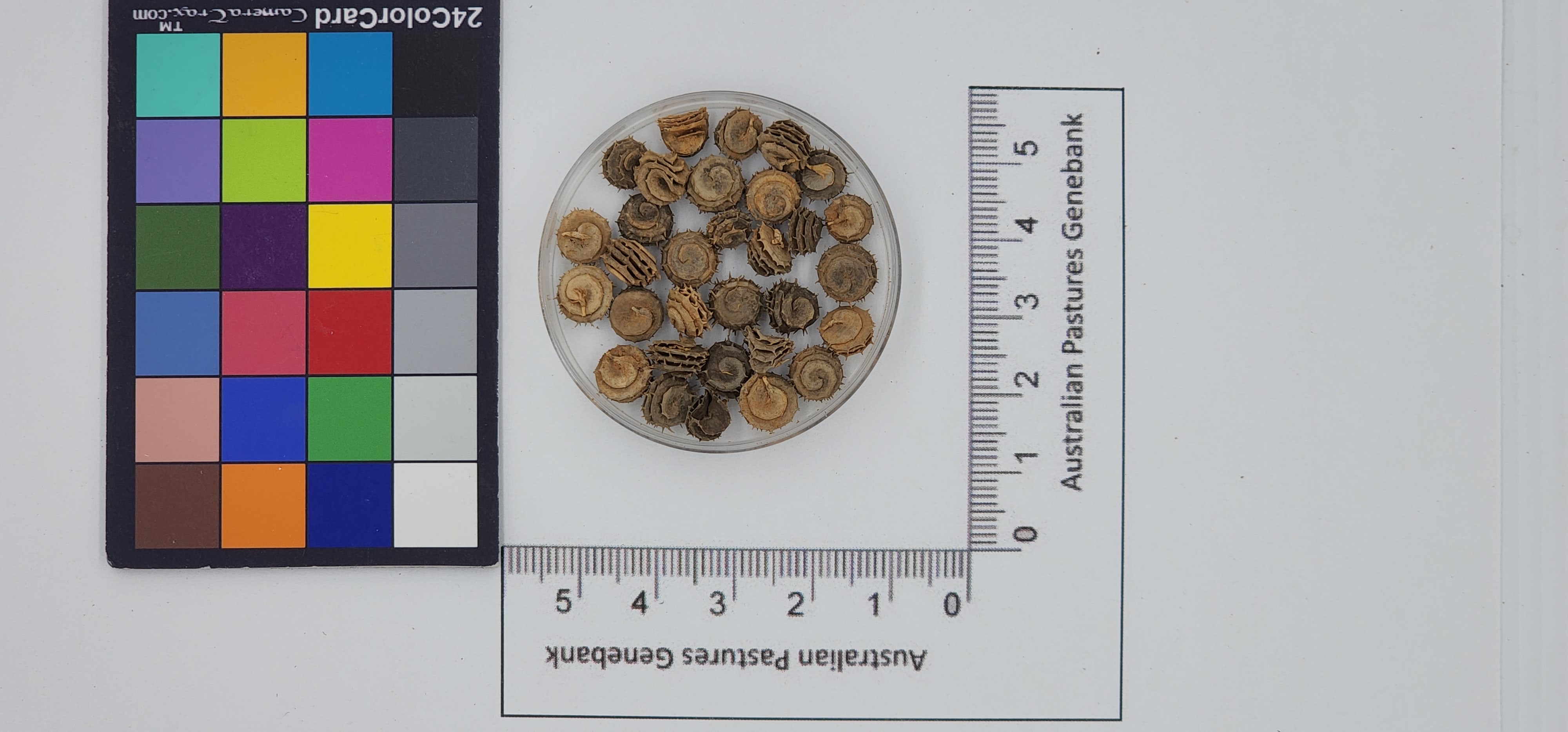 Click for 1 image(s) for this accession. Image