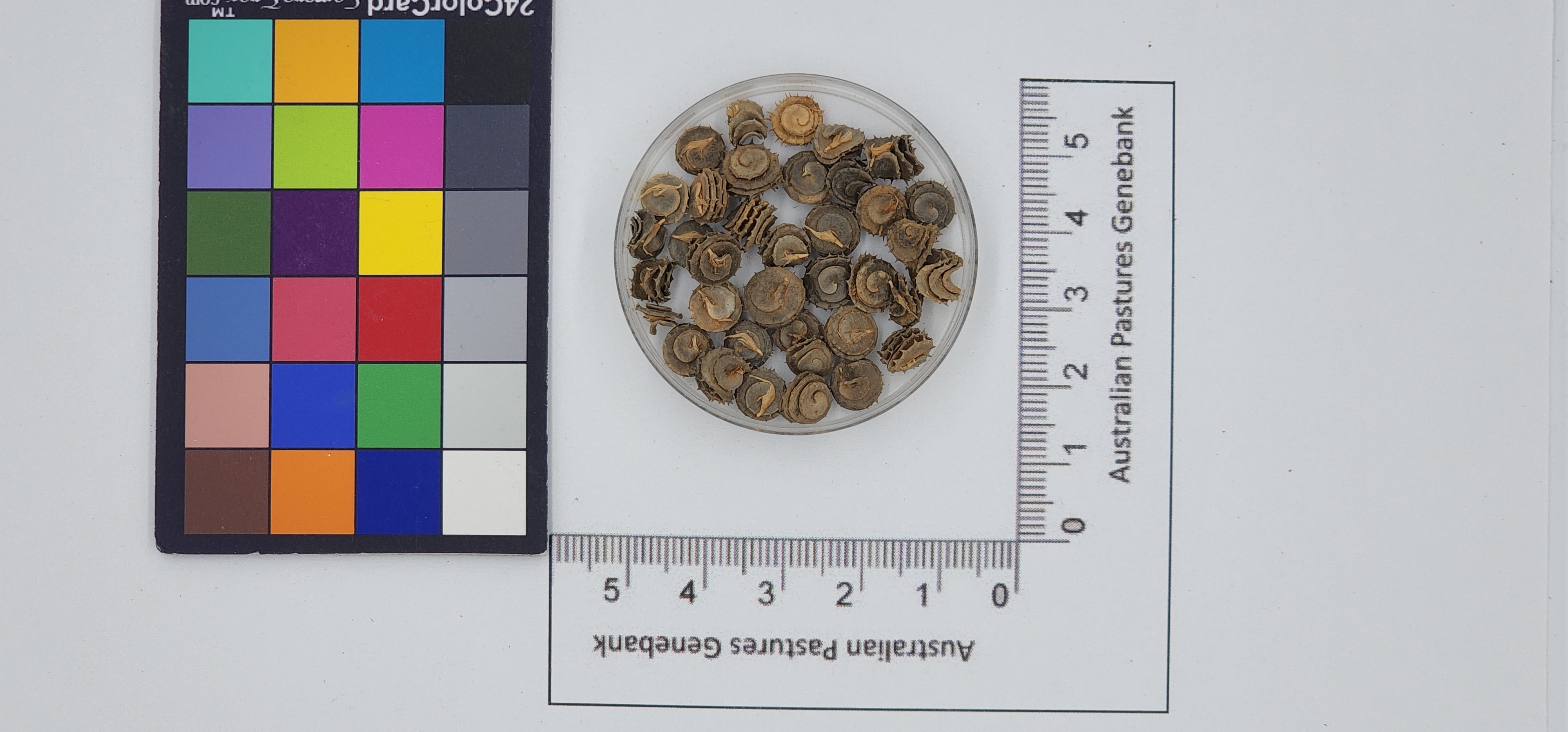 Click for 1 image(s) for this accession. Image