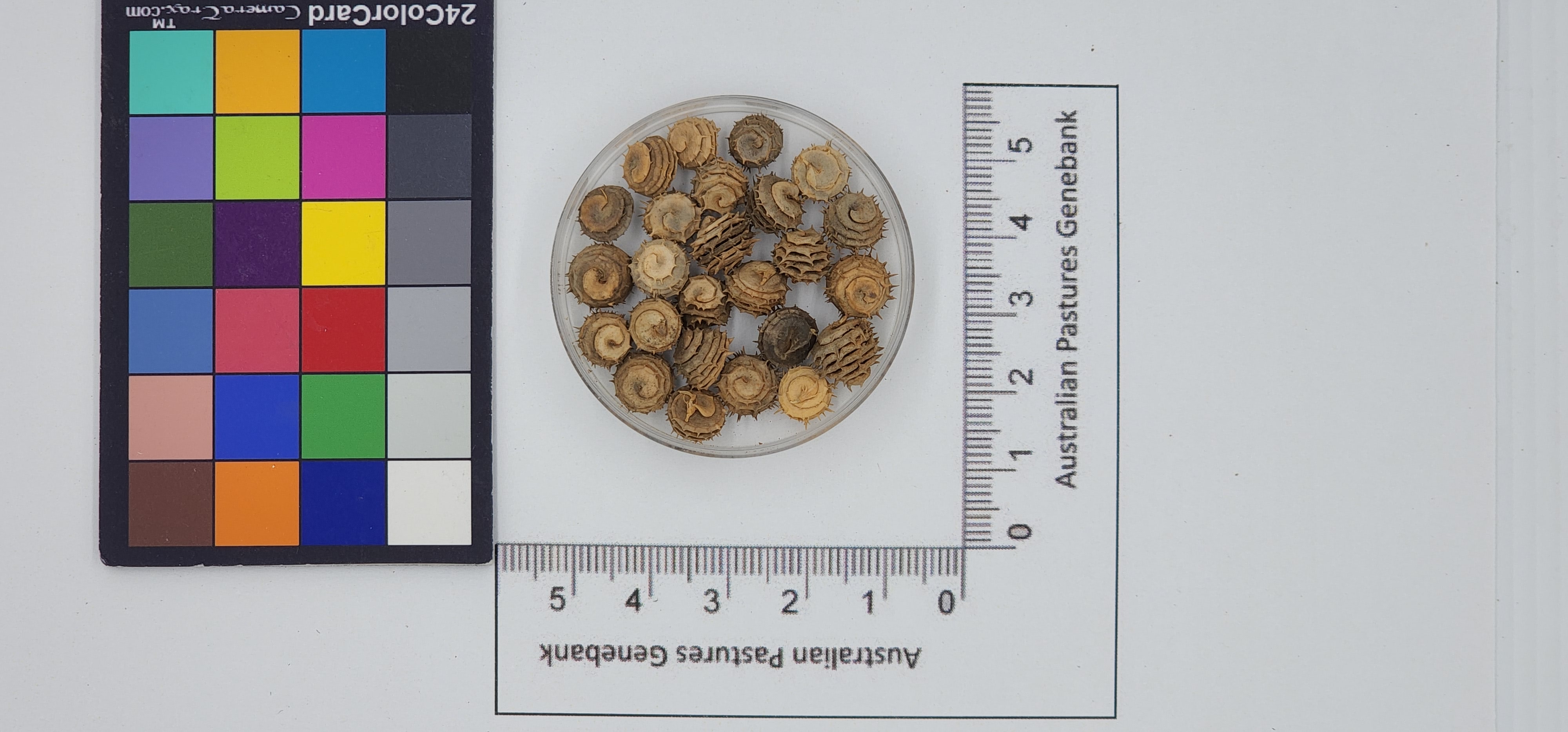 Click for 1 image(s) for this accession. Image