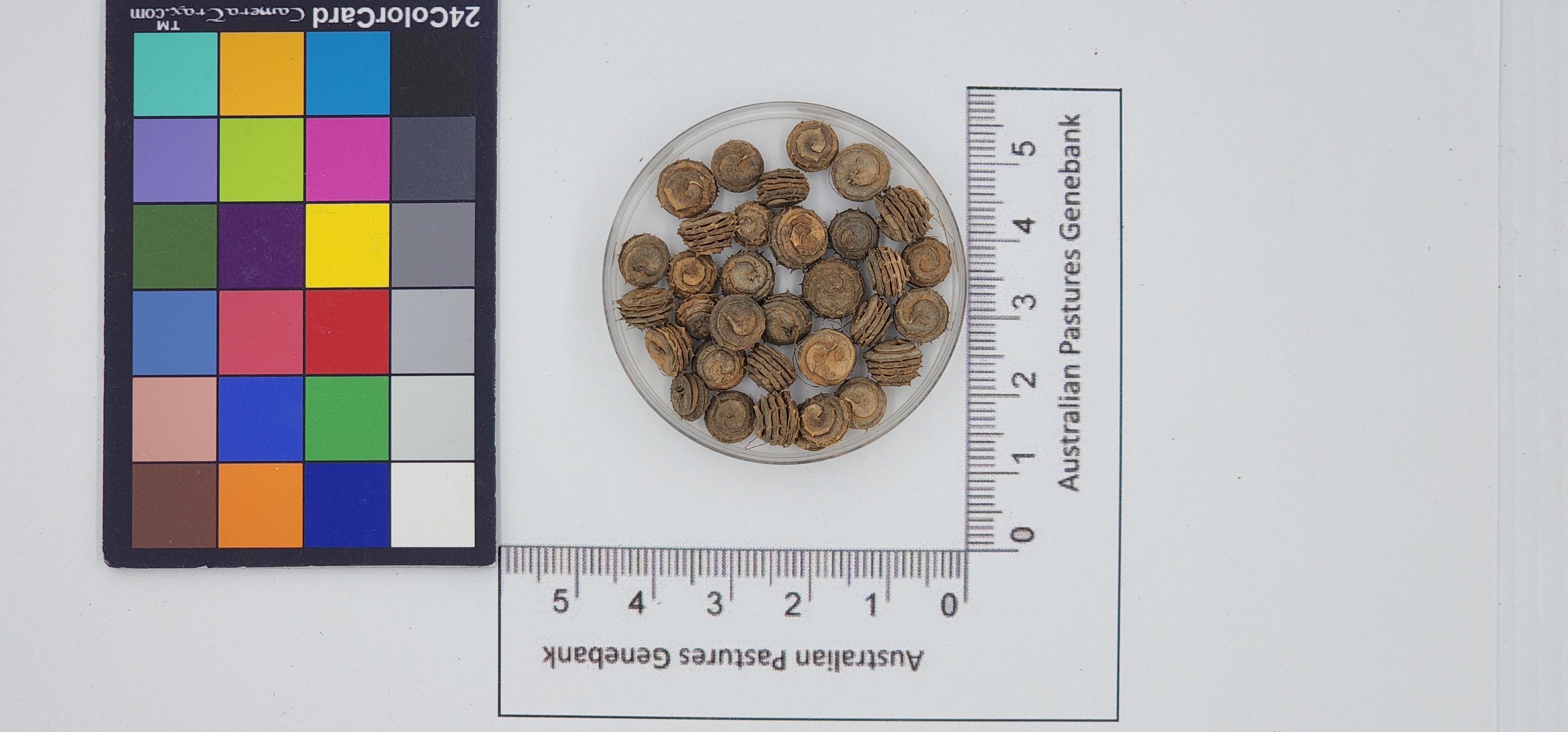 Click for 1 image(s) for this accession. Image