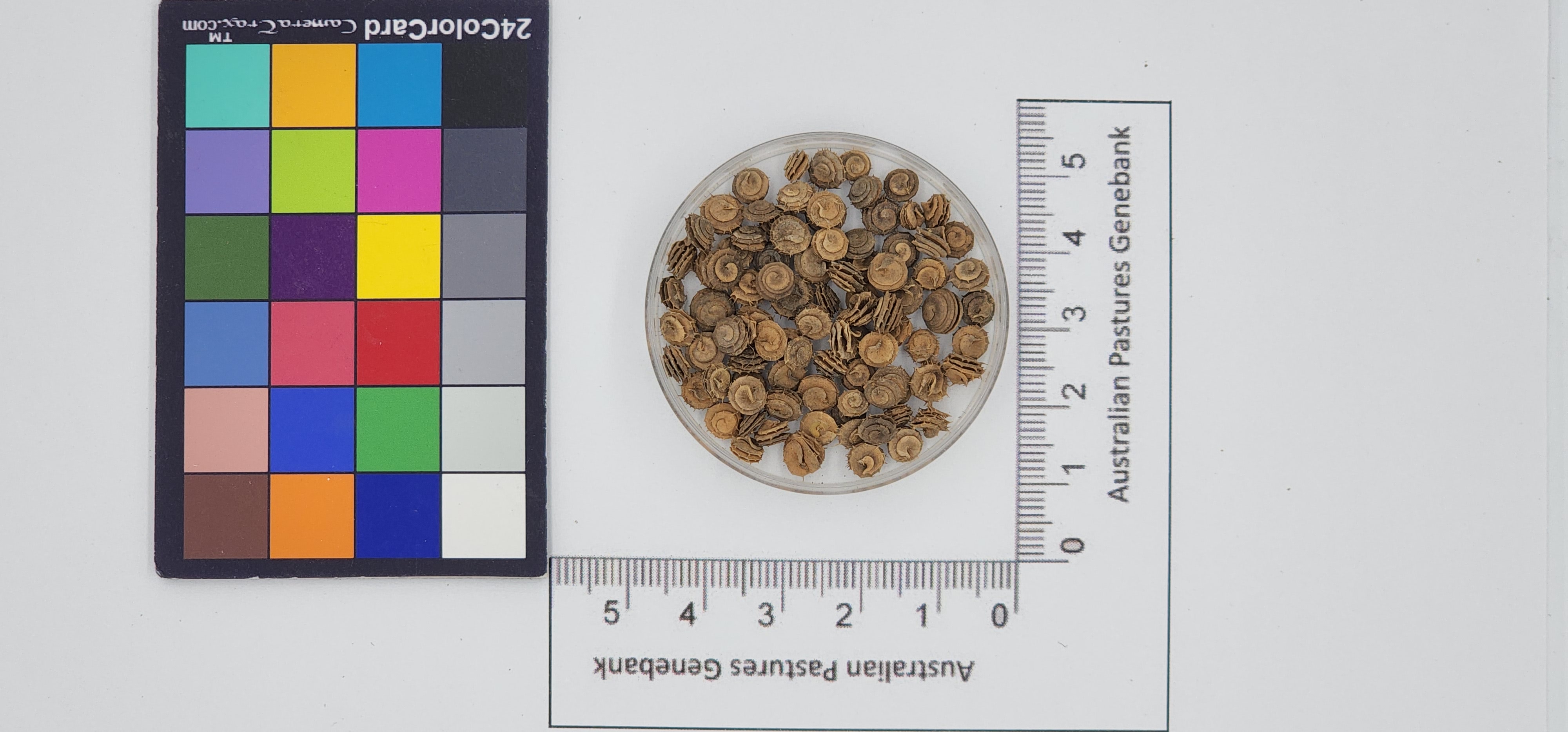 Click for 1 image(s) for this accession. Image