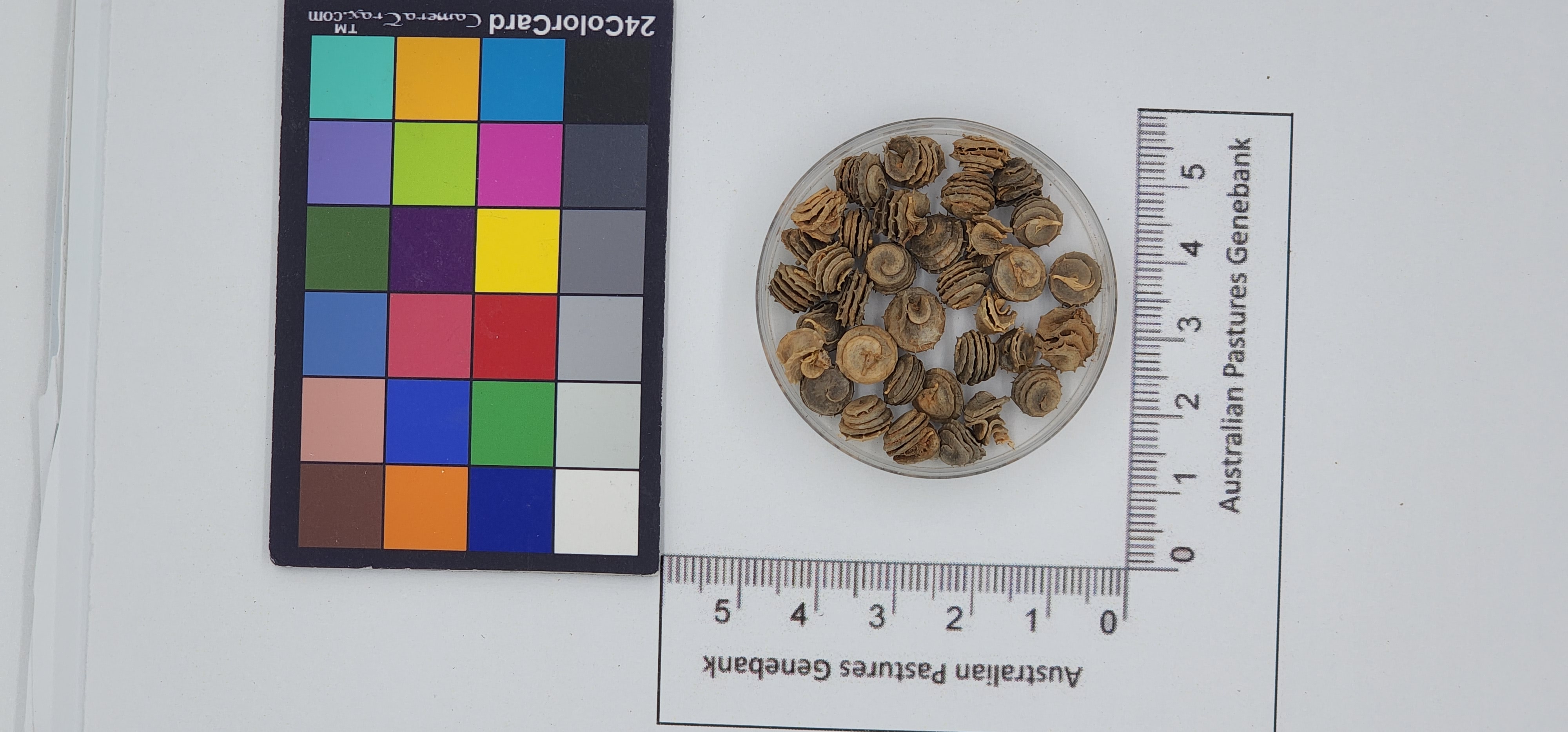 Click for 1 image(s) for this accession. Image
