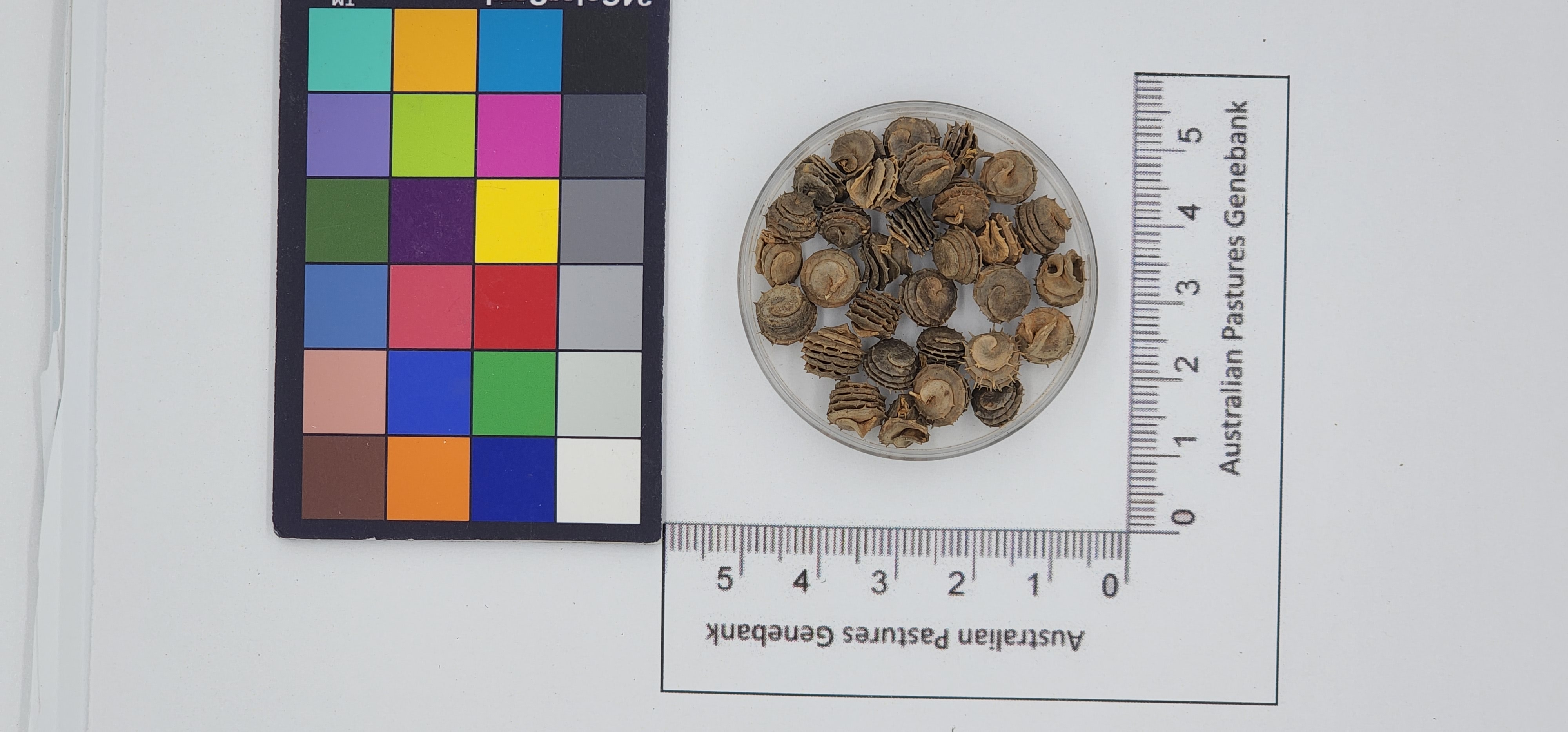 Click for 1 image(s) for this accession. Image