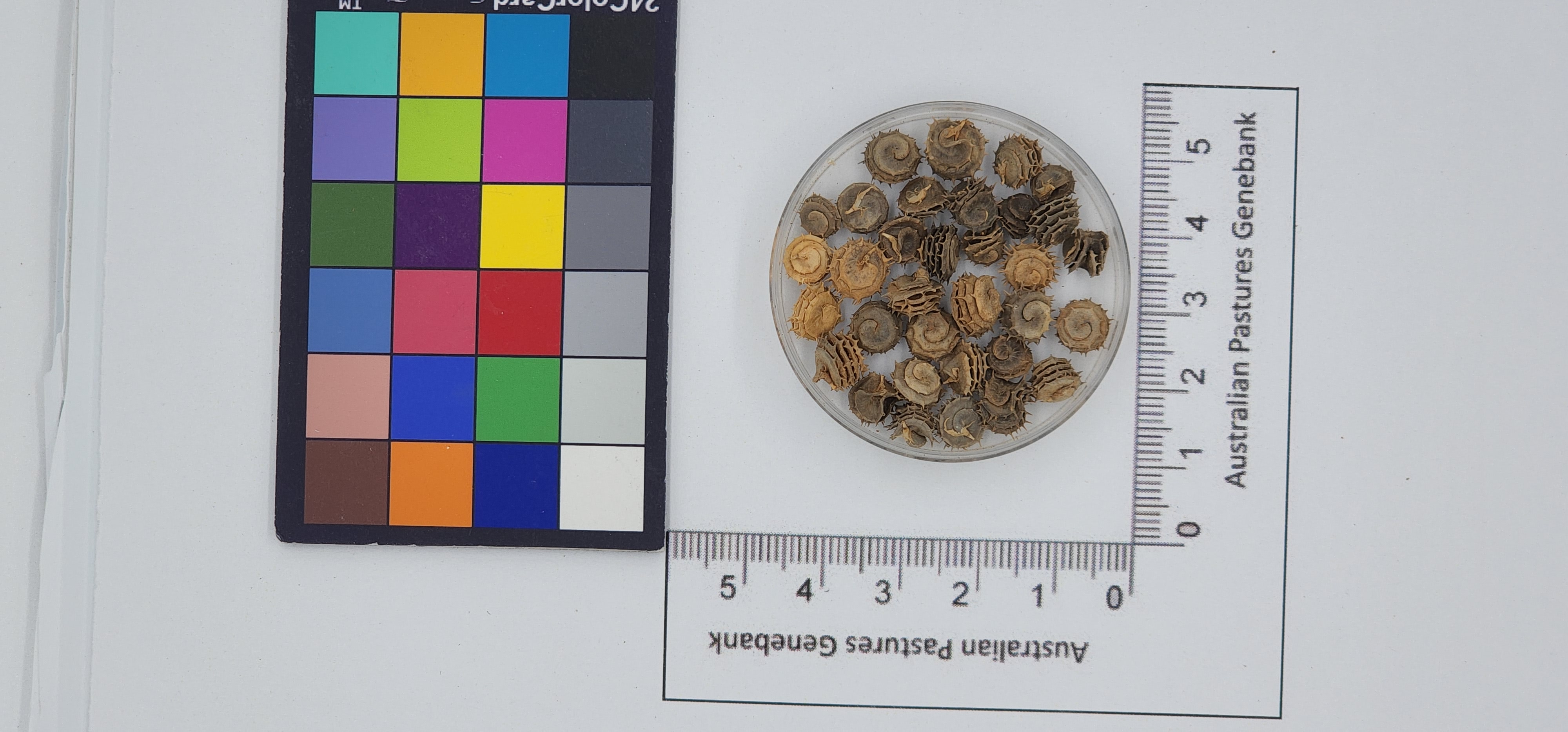 Click for 1 image(s) for this accession. Image