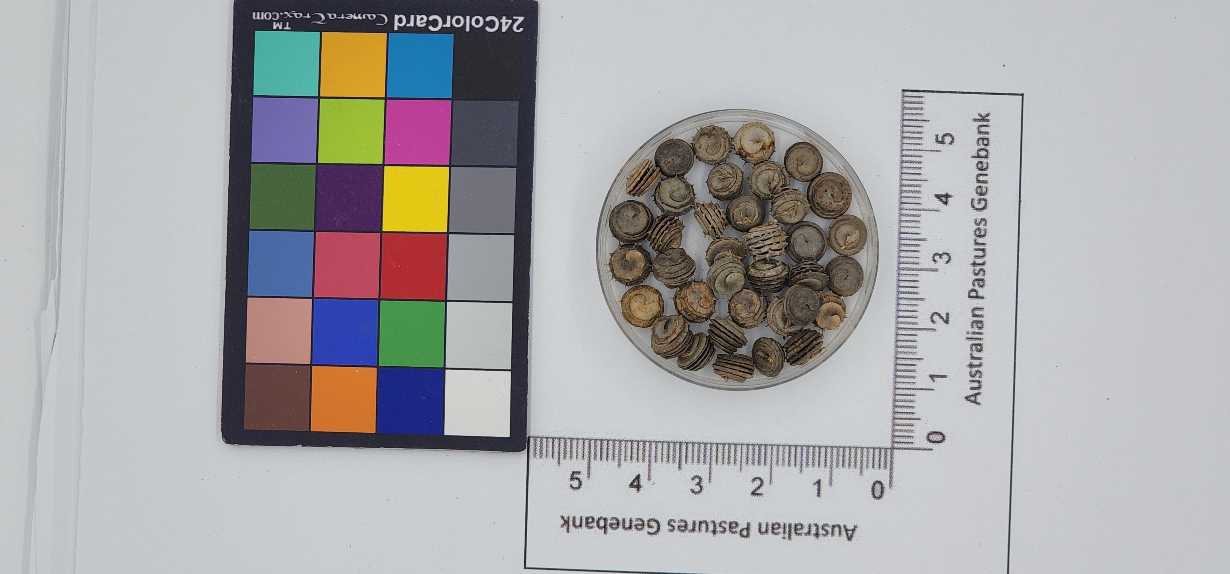 Click for 1 image(s) for this accession. Image